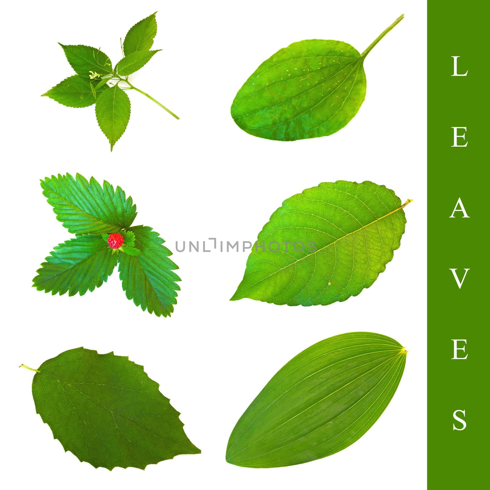 set of different leaf images over white background