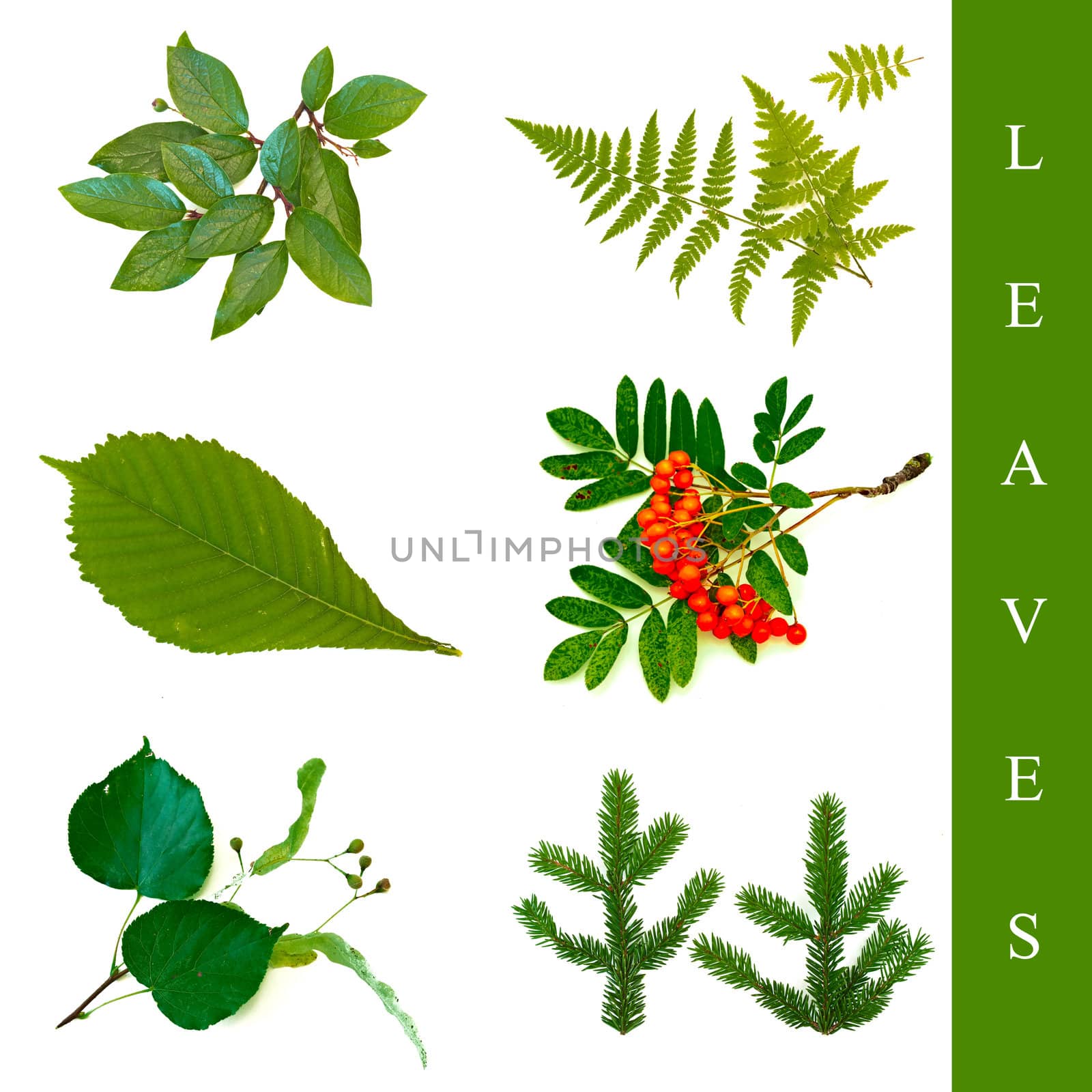set of different leaf images over white background