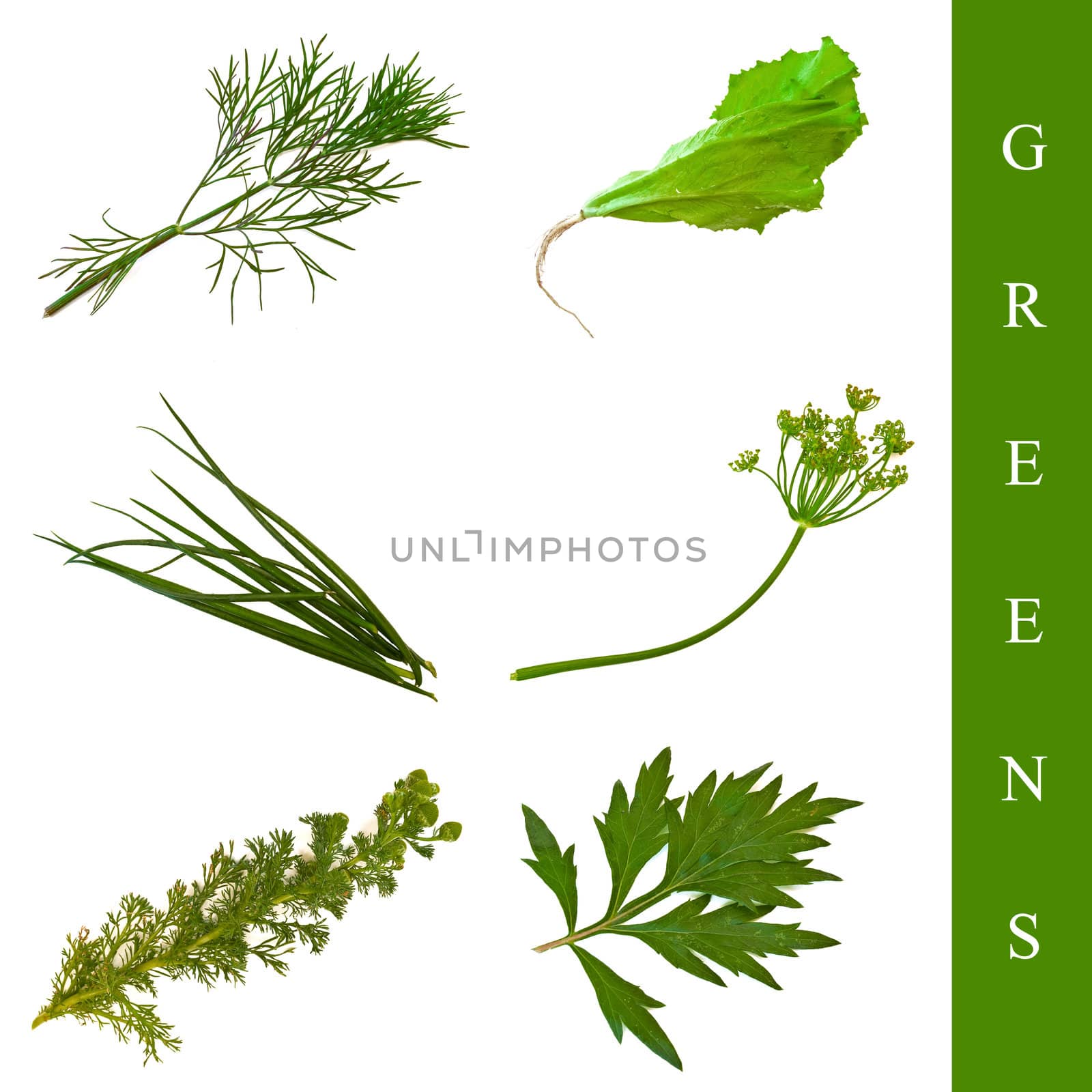 set of different leaf images over white background