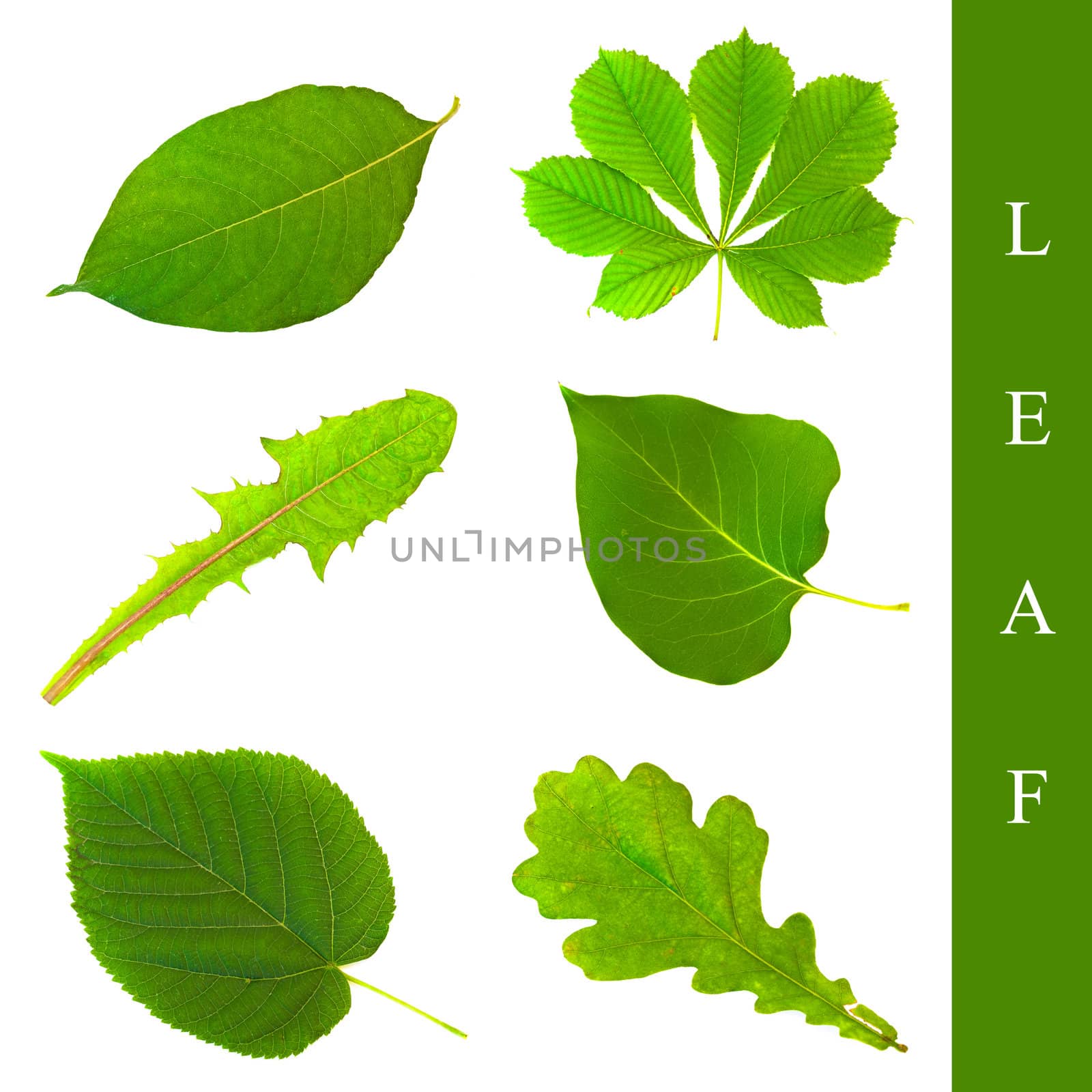 set of different leaf images over white background