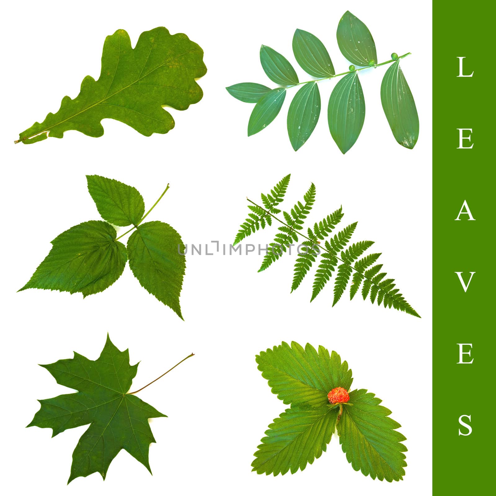 set of different leaf images over white background