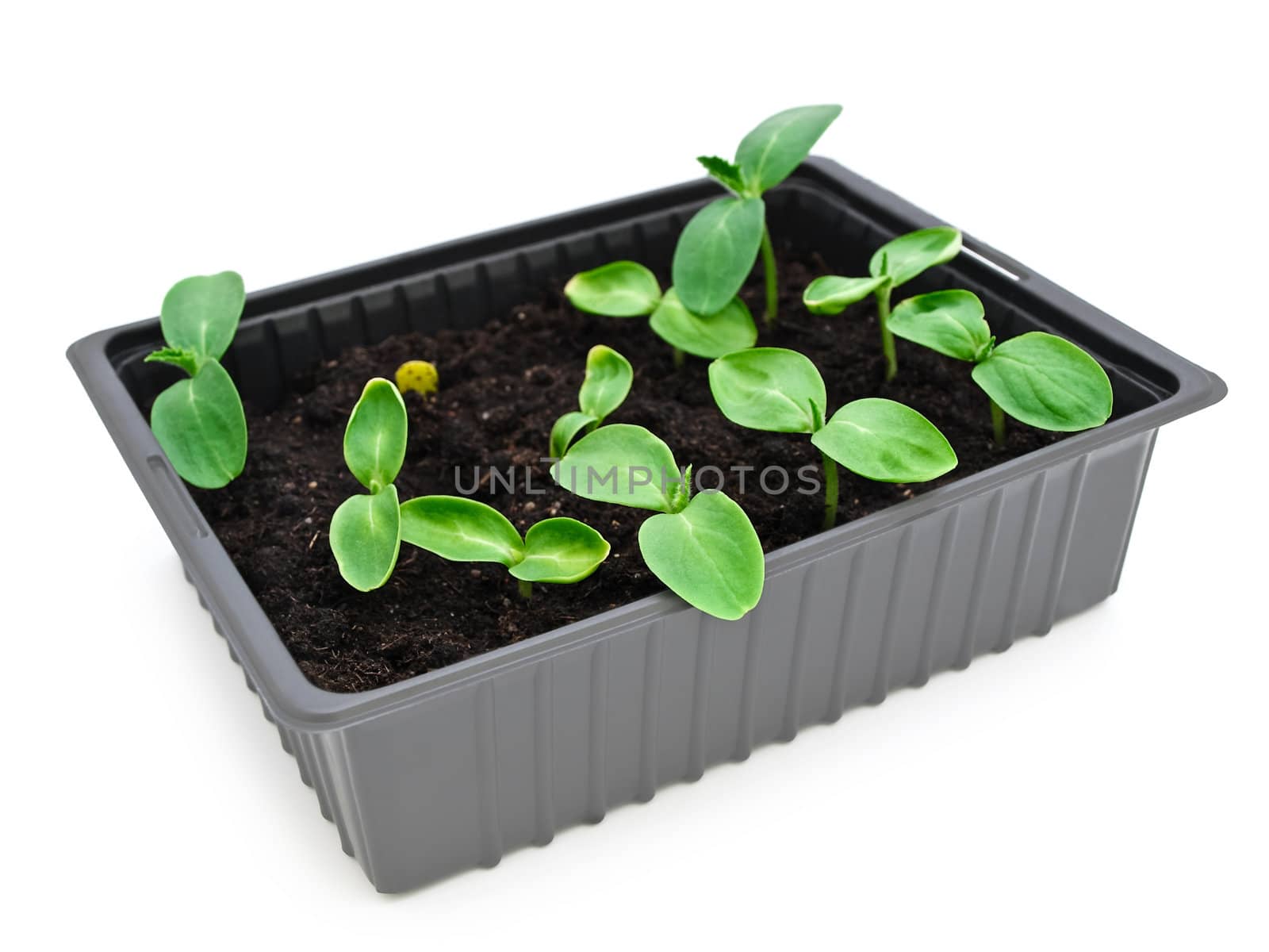 green sprouts in box over white background