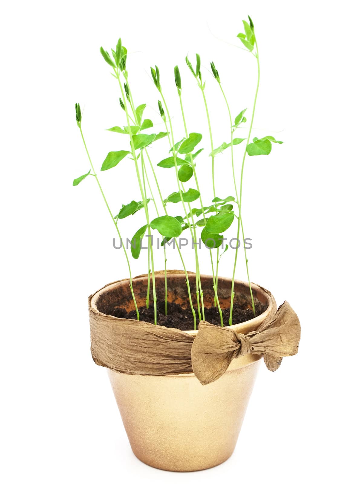 green sprouts in ceramic pot with bow over white background