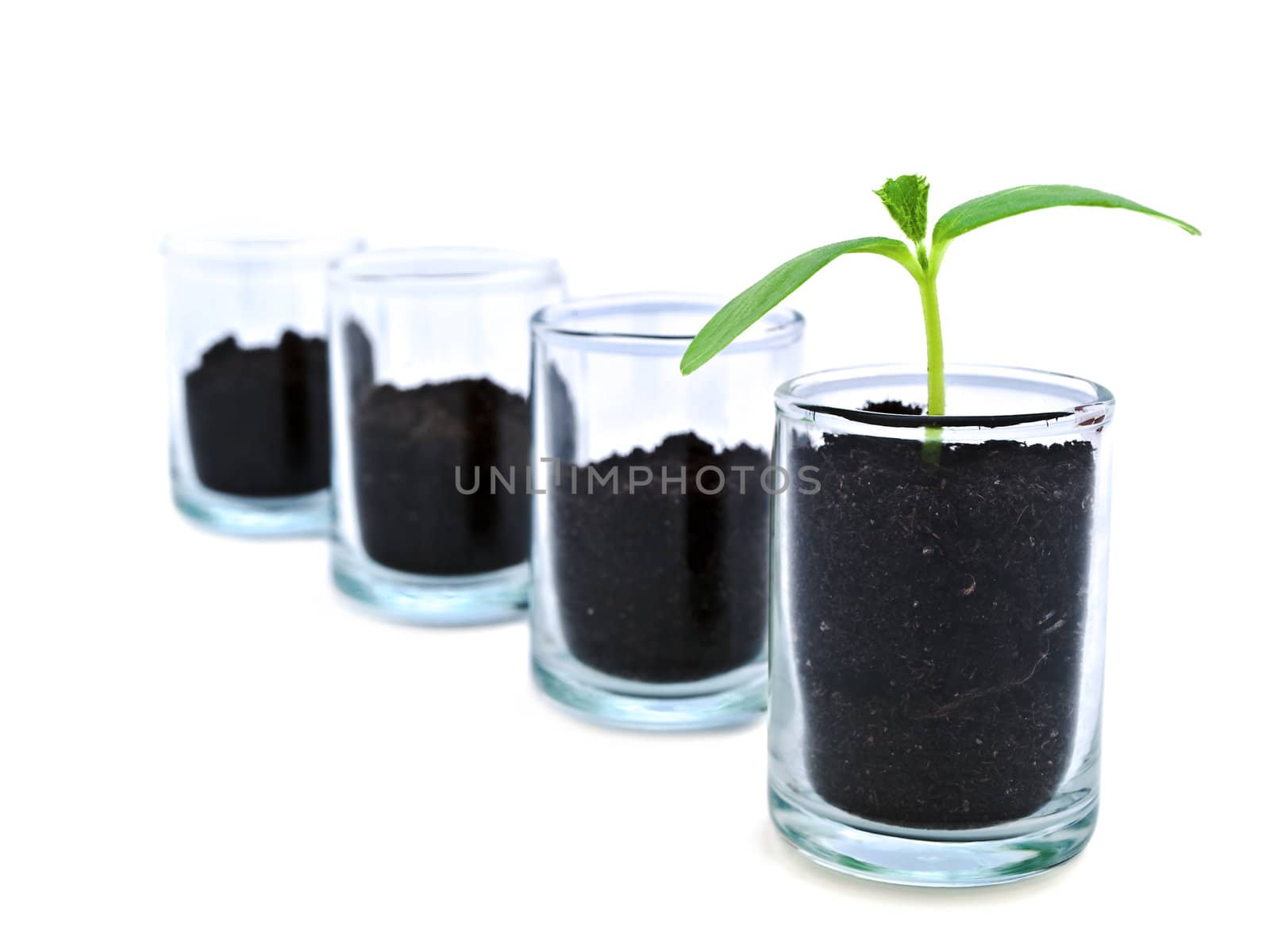 green sprout in glass container in row with empty vessels over white background: one against all