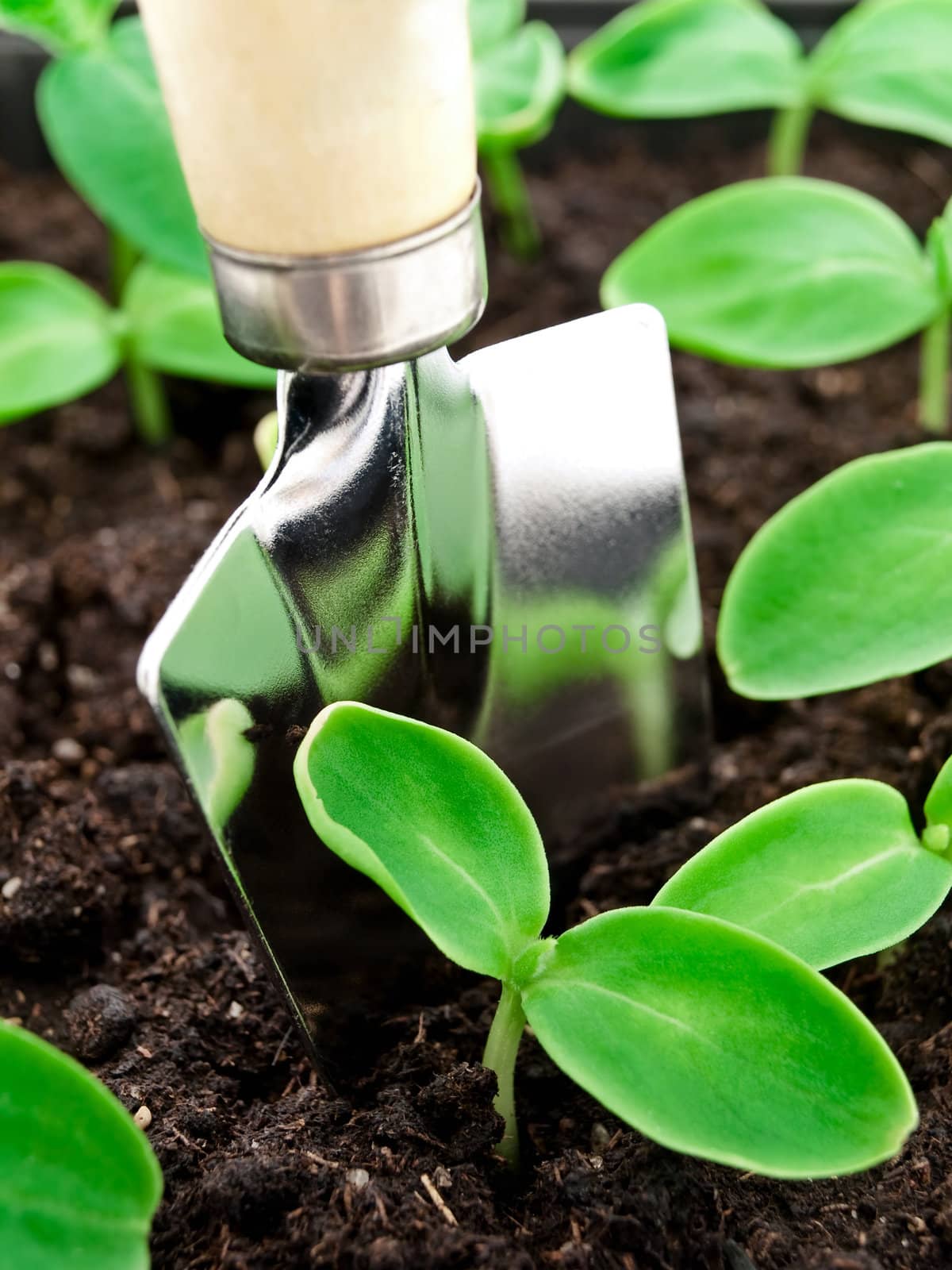Photo of green sprouts in box with scapula 