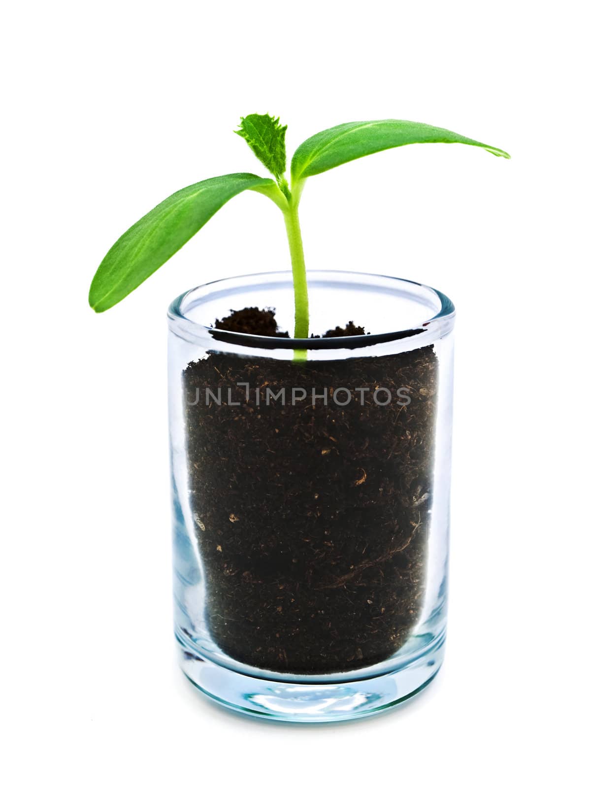 green sprout in glass container over white background