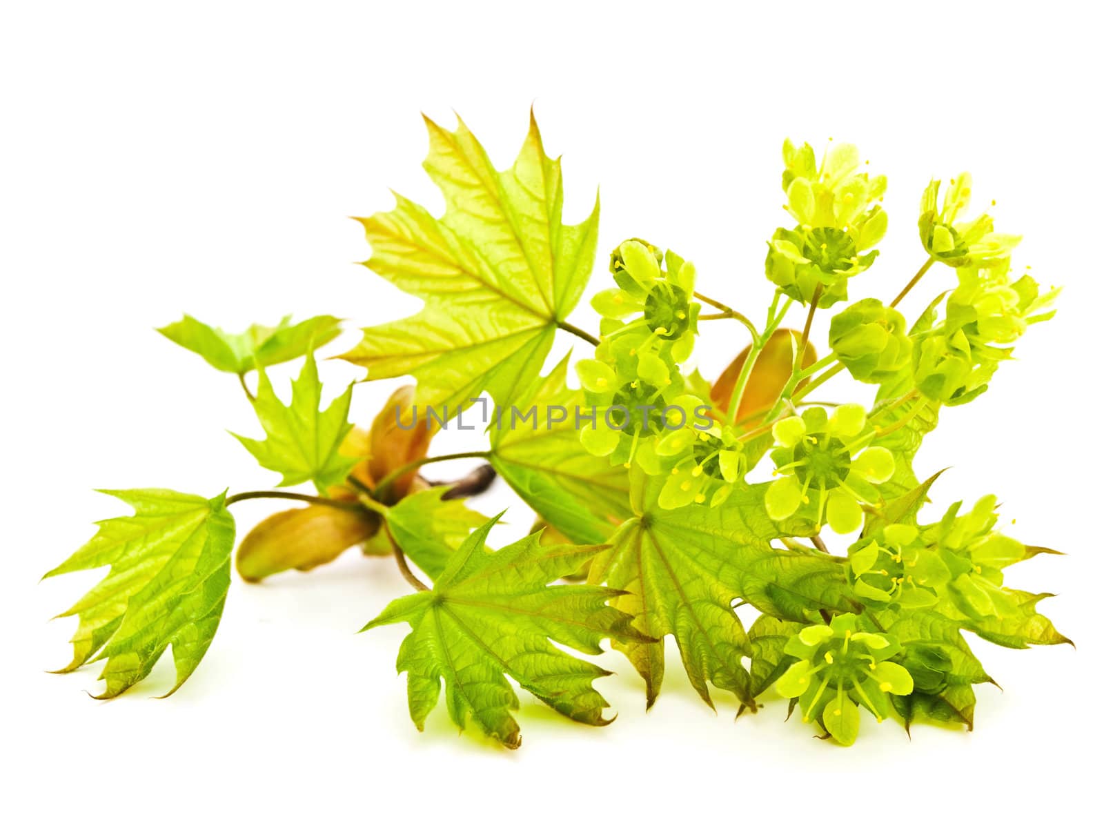 Spring maple branch blossom over white background