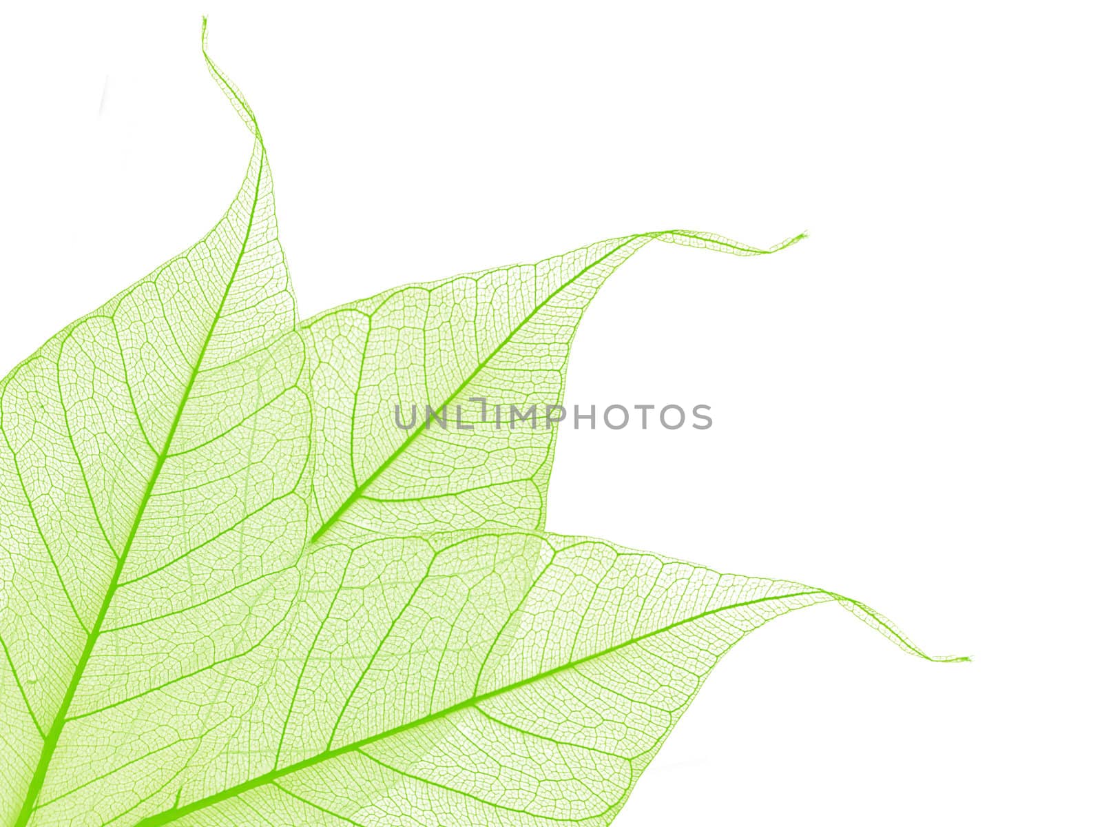 border of green decorative skeleton leaves, copyspace for your text