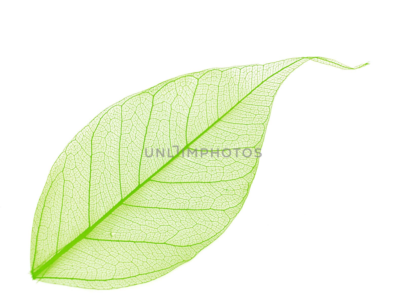 Single green decorative skeleton leaf, element for your design