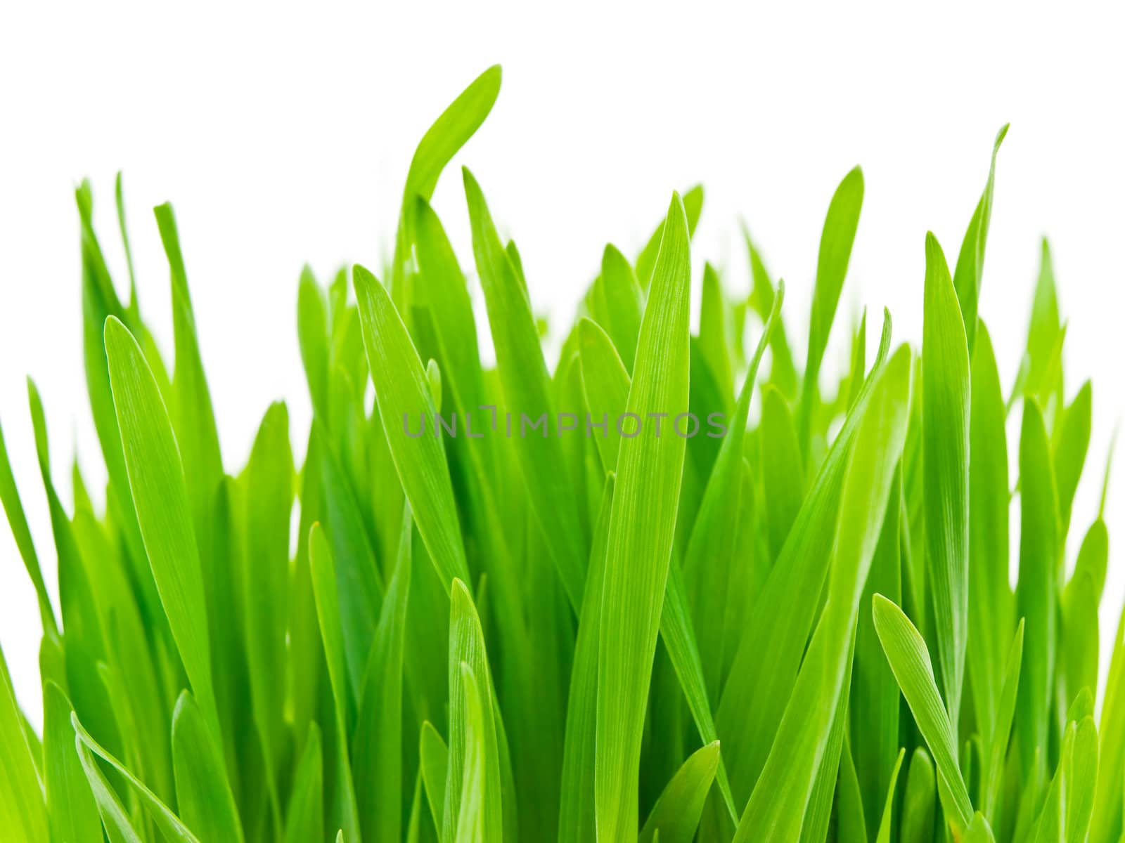 fresh green grasss over the white background