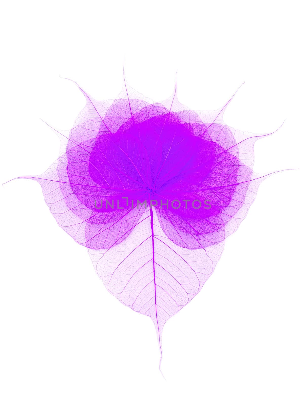 lilac skeleton leaves over the white background