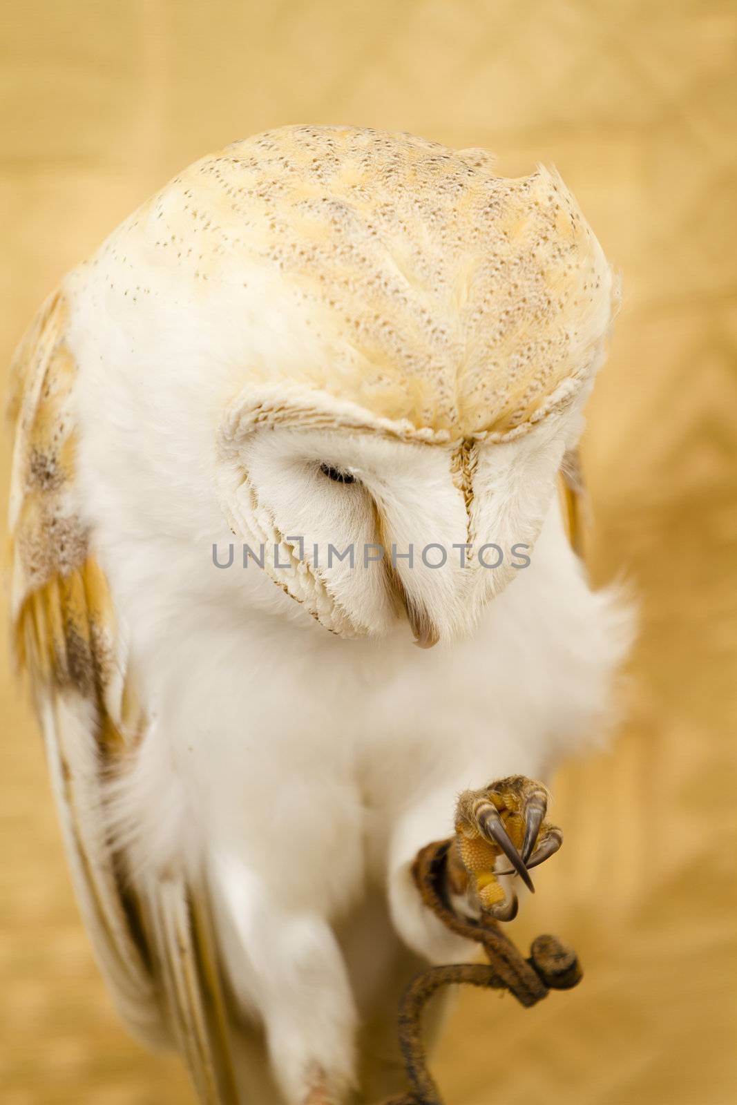 Owl portrait by FernandoCortes