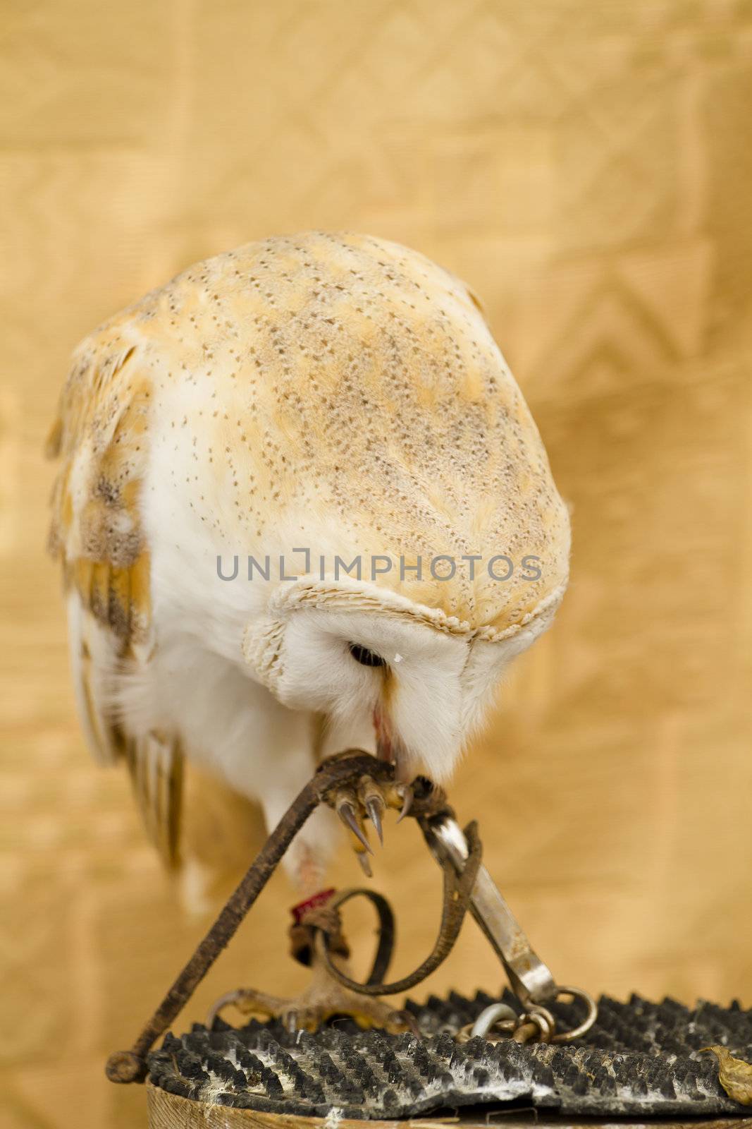 Owl portrait, white bird