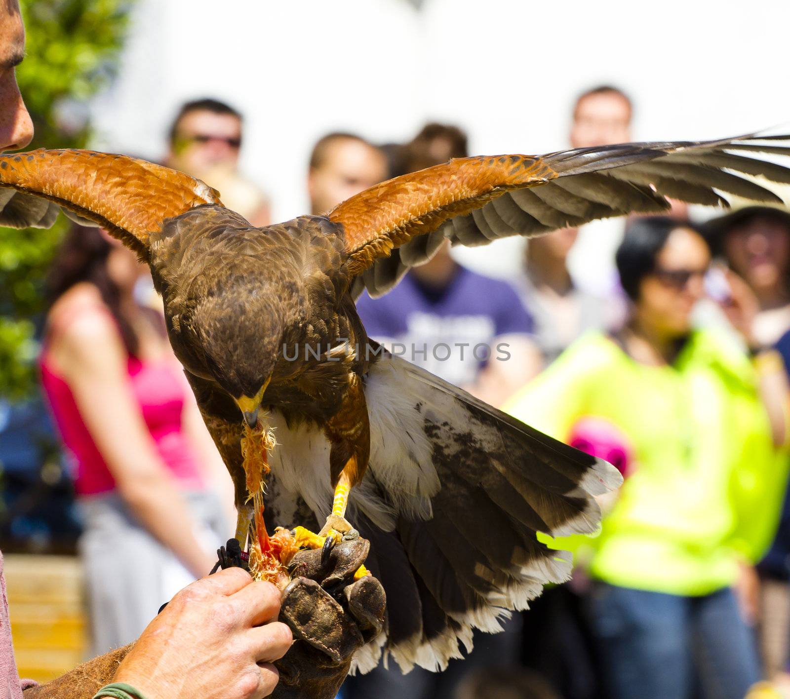 display of birds of prey, golden eagle by FernandoCortes