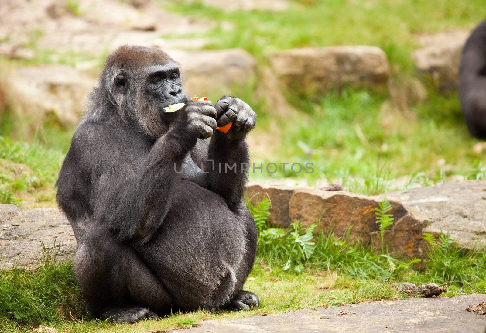 Rather large female gorilla eating and stuffing the food in her mouth