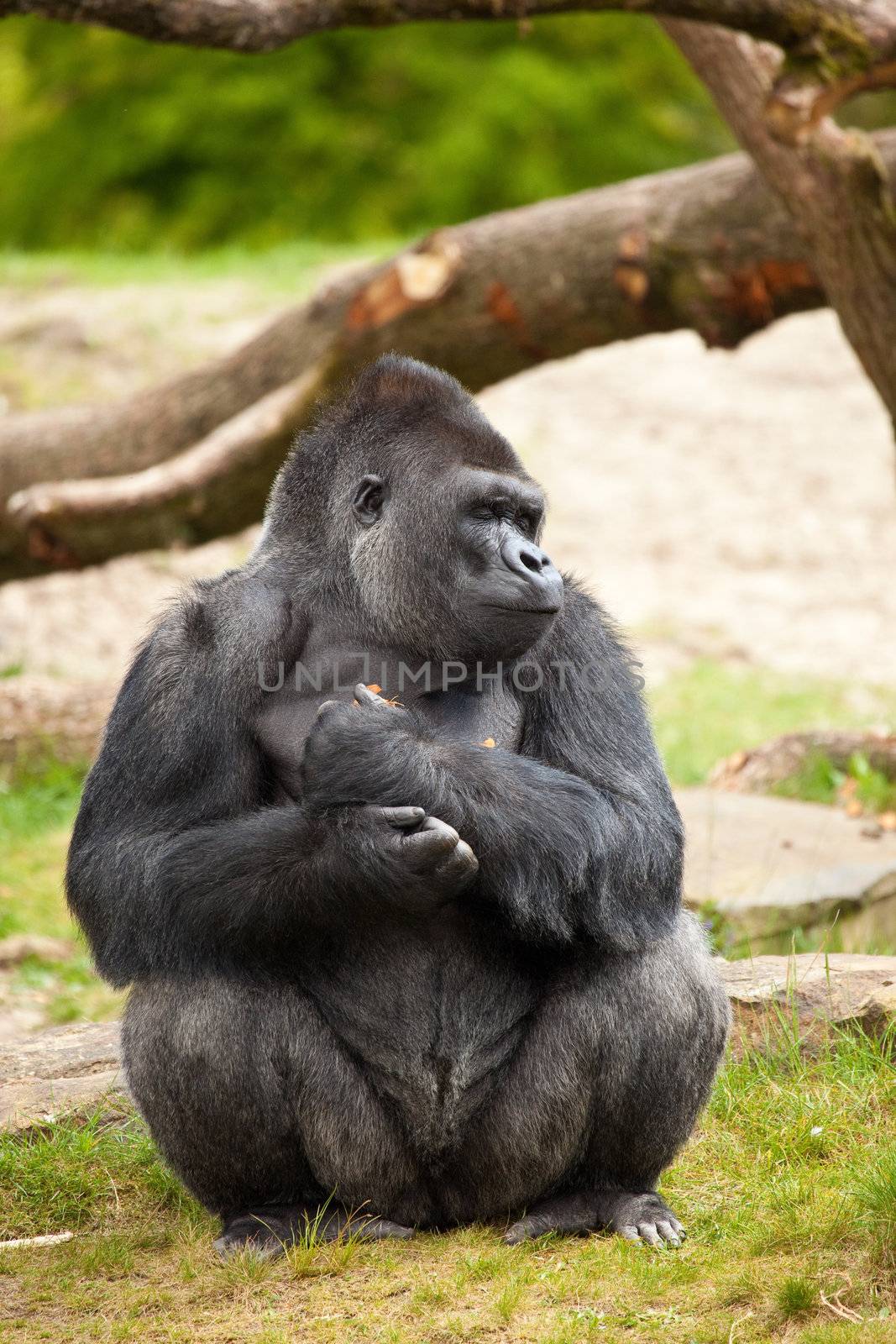 Gorilla man closing his eyes by Fotosmurf