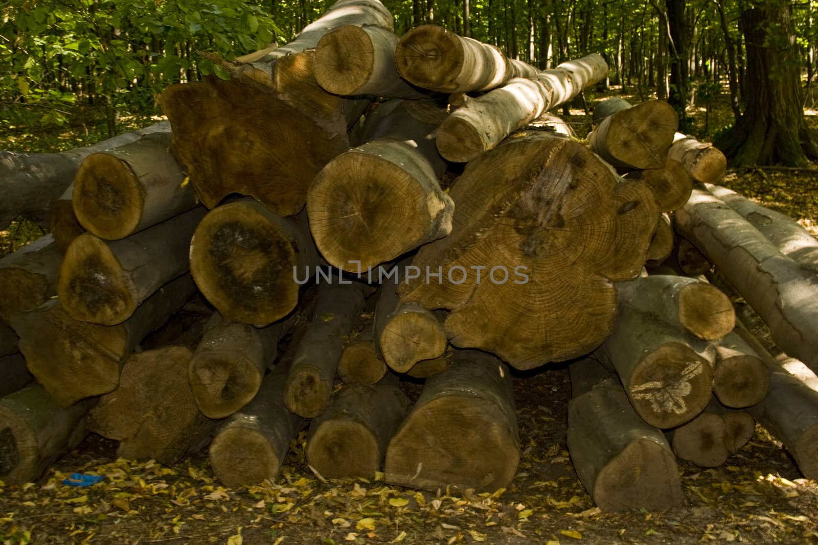 cut wood in a forest during autumn