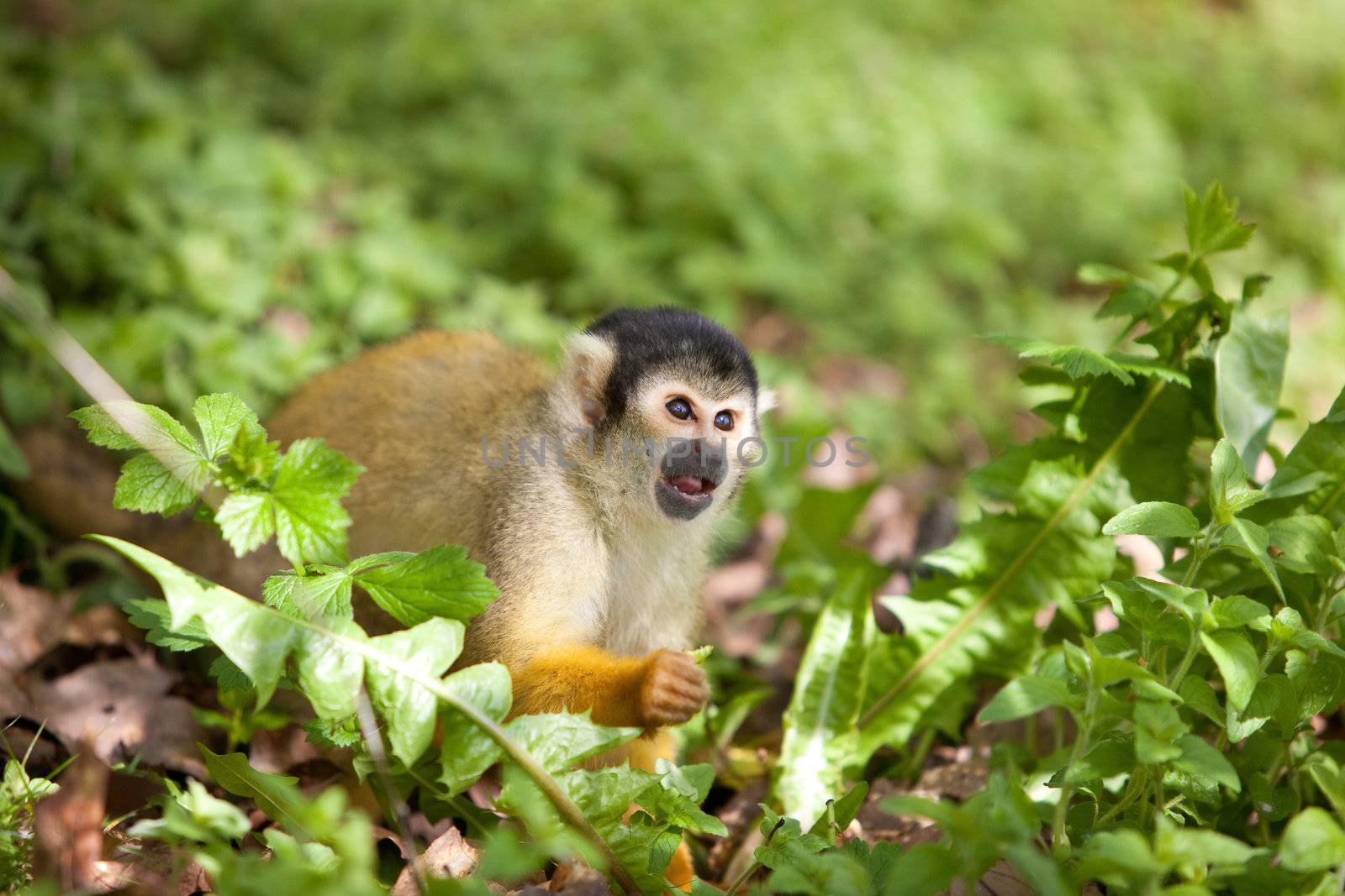 Cute little squirrel monkey looking for something to eat