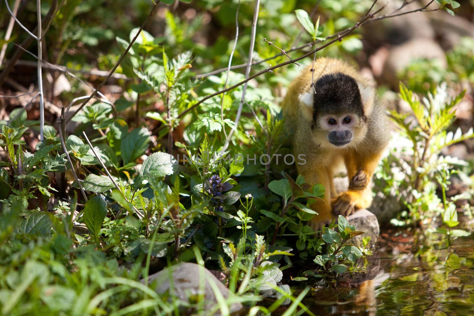 Squirrelmonkey by a river stream looking up