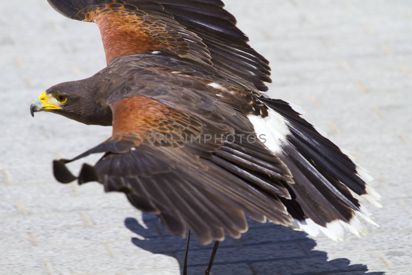 low-flying eagle