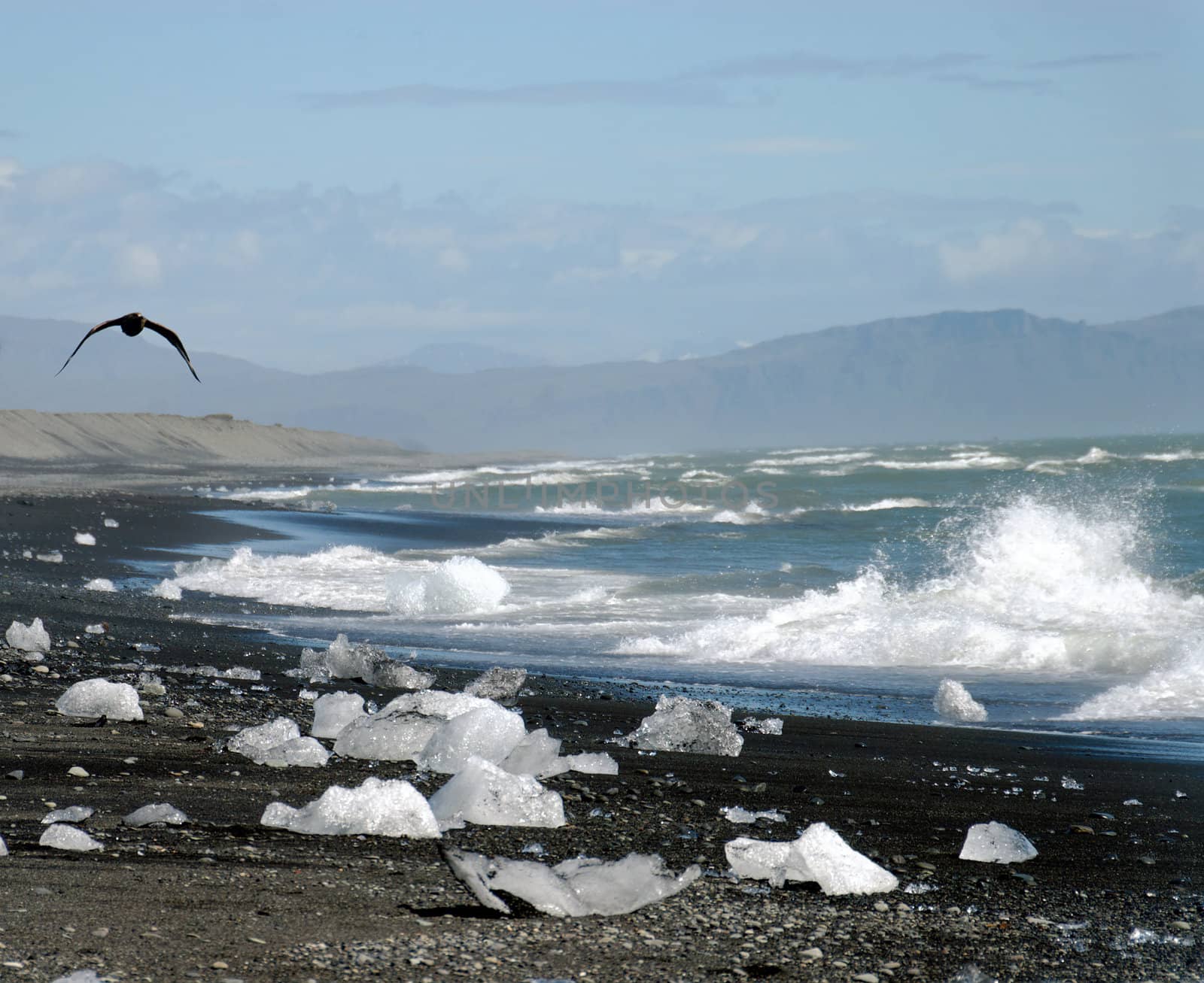  coast scene in Iceland, glacier ice and a flying tern on the beach
