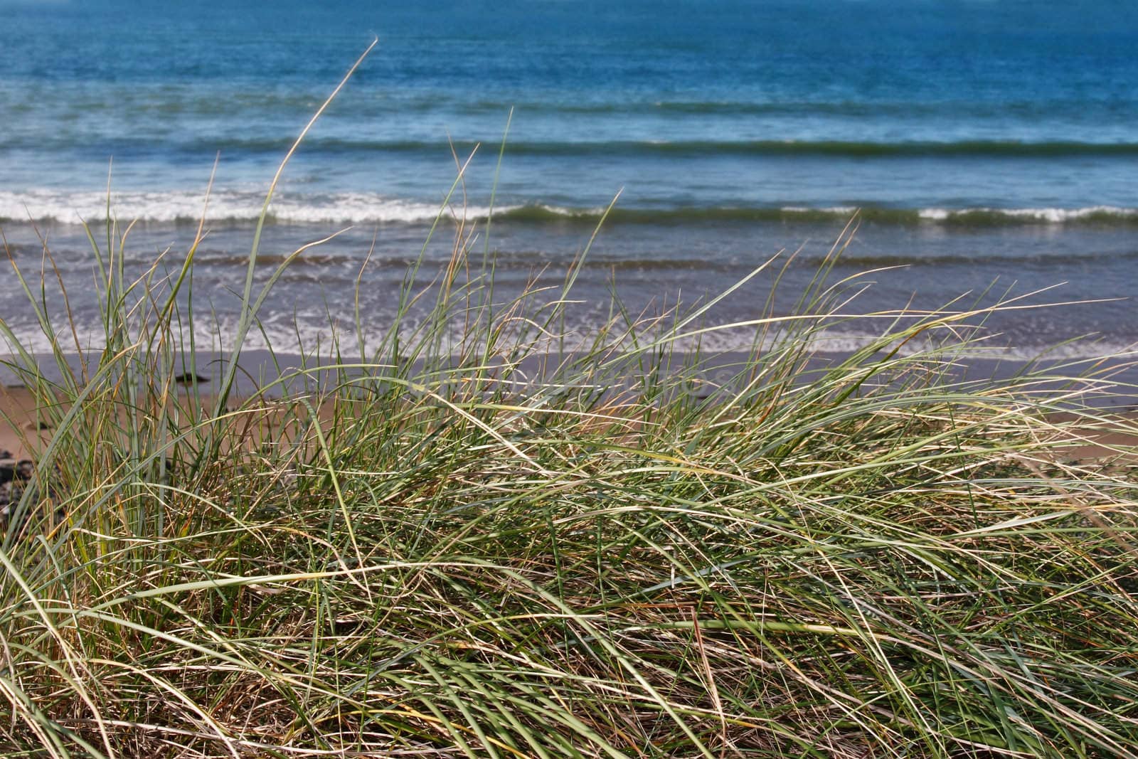 tall grass on the sand dunes in kerry ireland