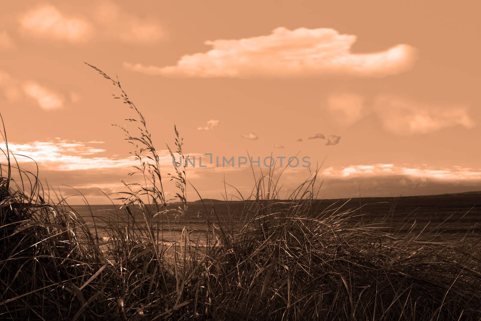 tall grass on the sand dunes in kerry ireland
