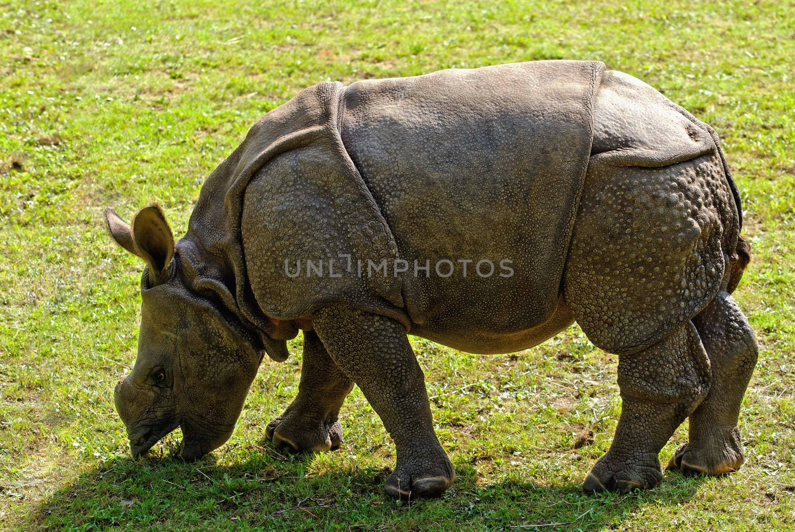 Calf of an Indian Rhinoceros (Rhinoceros unicornis)