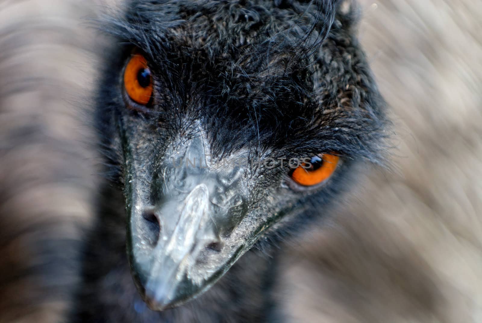 Head of moving Australian Emu (Dromaius novaehollandiae) looking with orange eyes