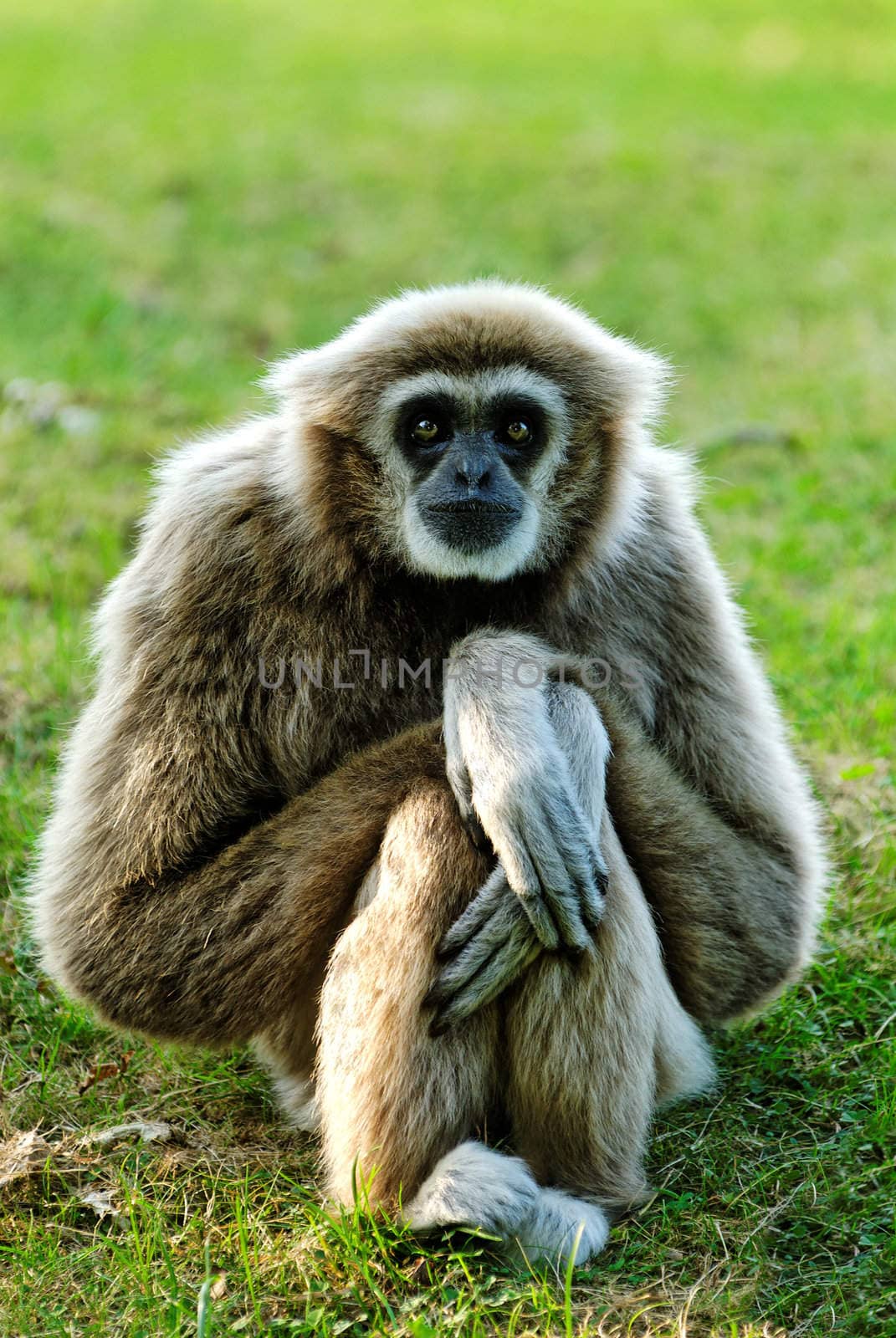 Whitehandgibbon (Hylobates lar) sitting and looking right in lens