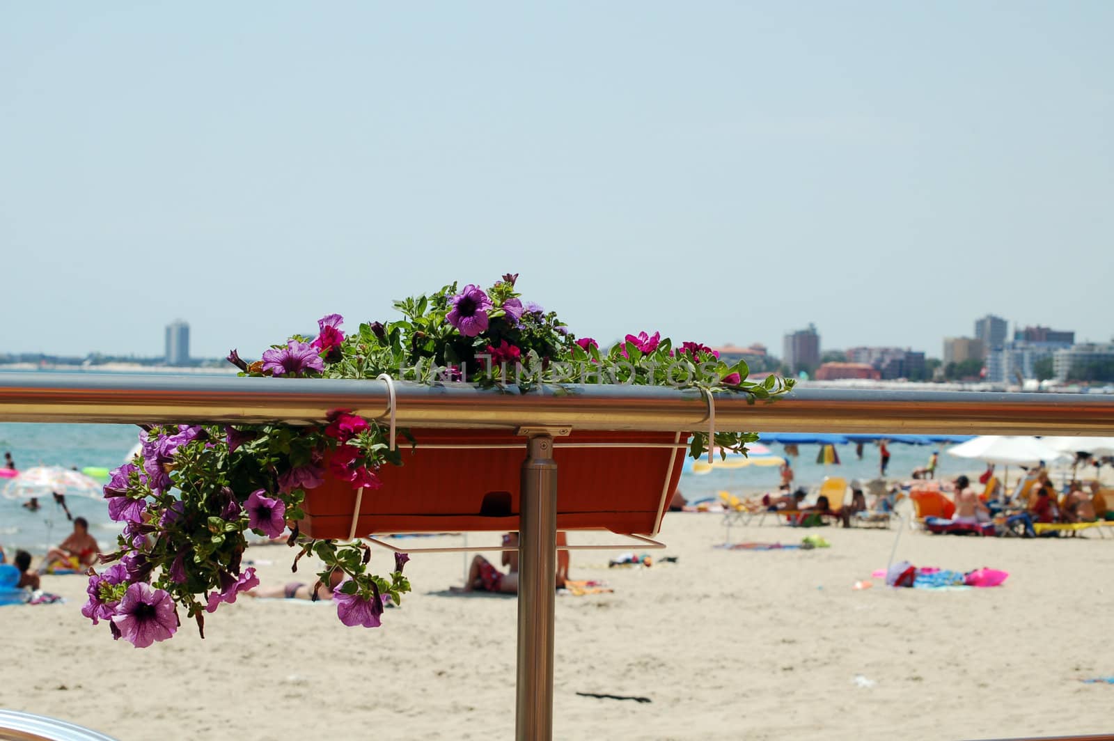 flowers at Sunny beach by mojly