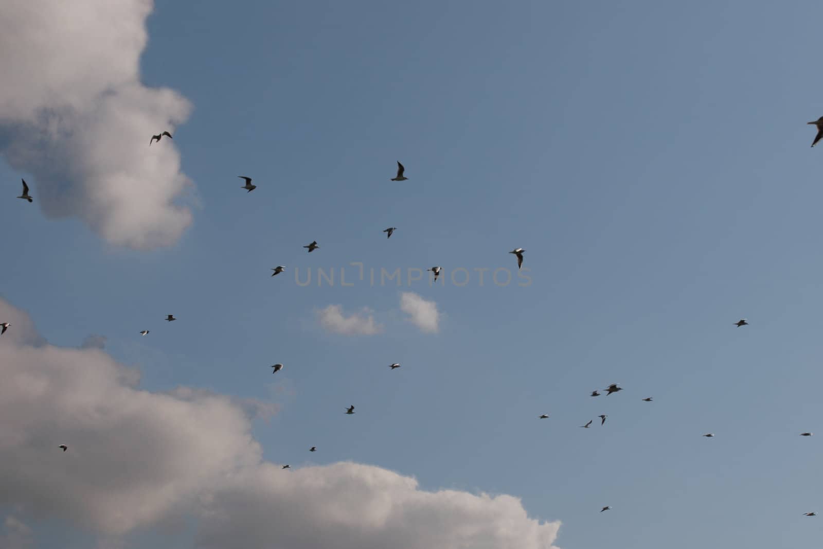 a flock of seagulls flying freely on the irish coast