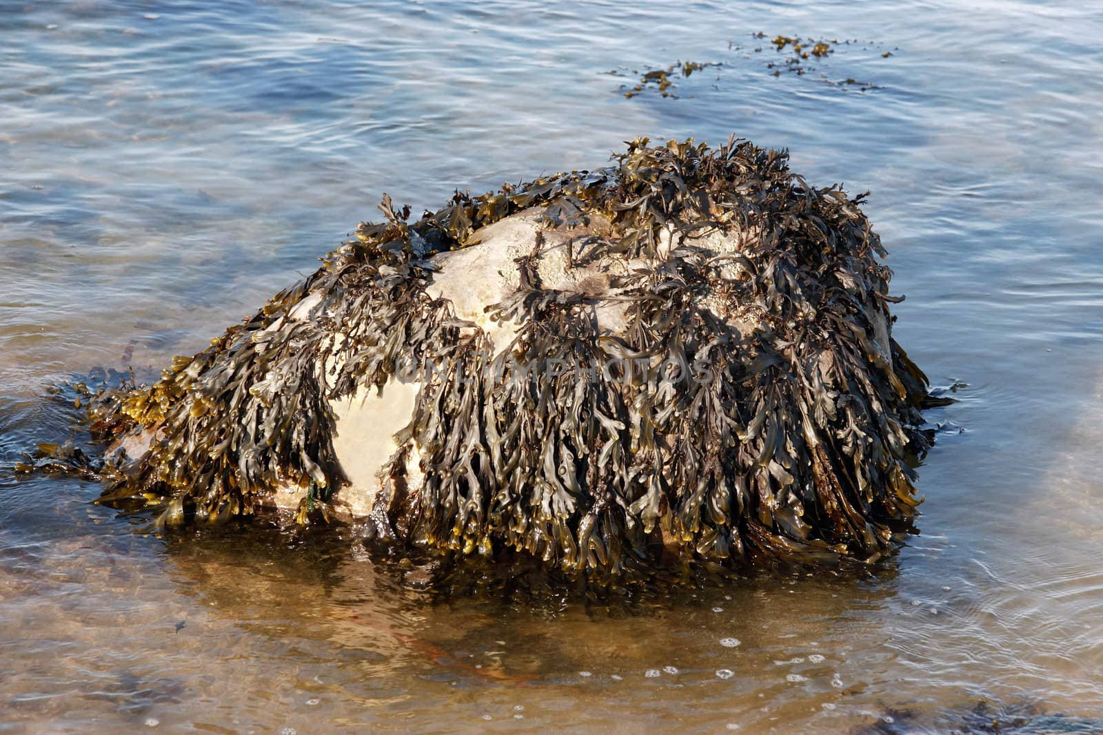 some wild seaweed on a rock on the coast of ireland