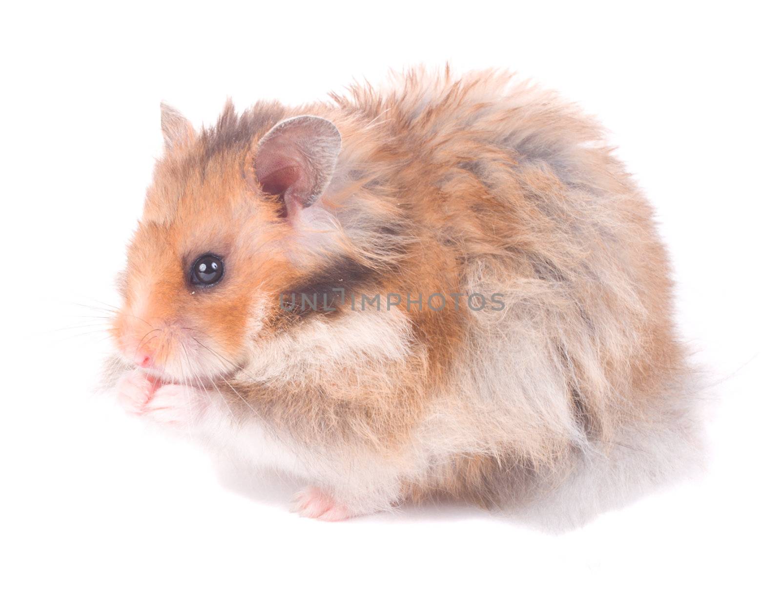 close-up small hamster, isolated on white