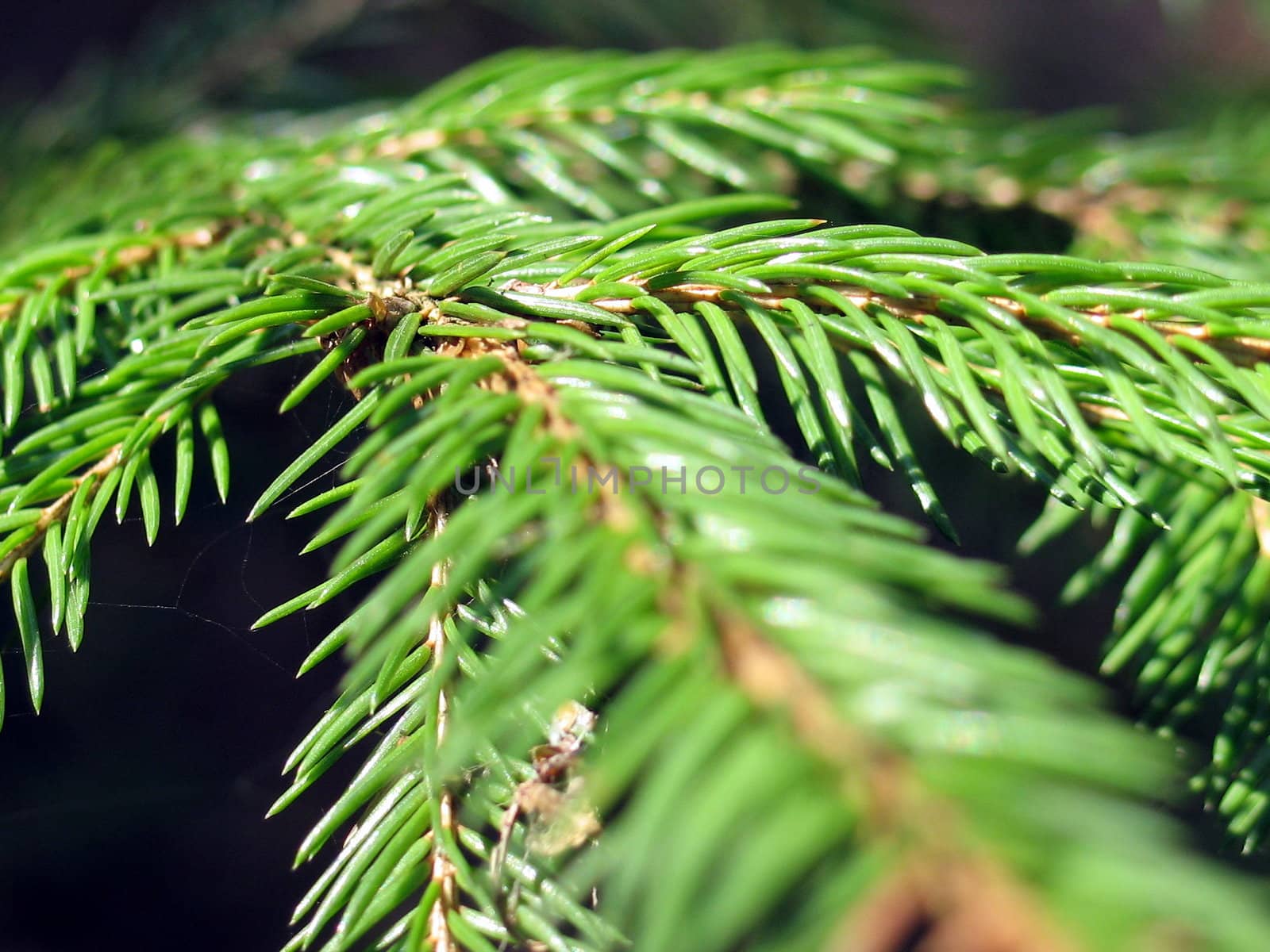 Young fur-tree branch in coniferous wood