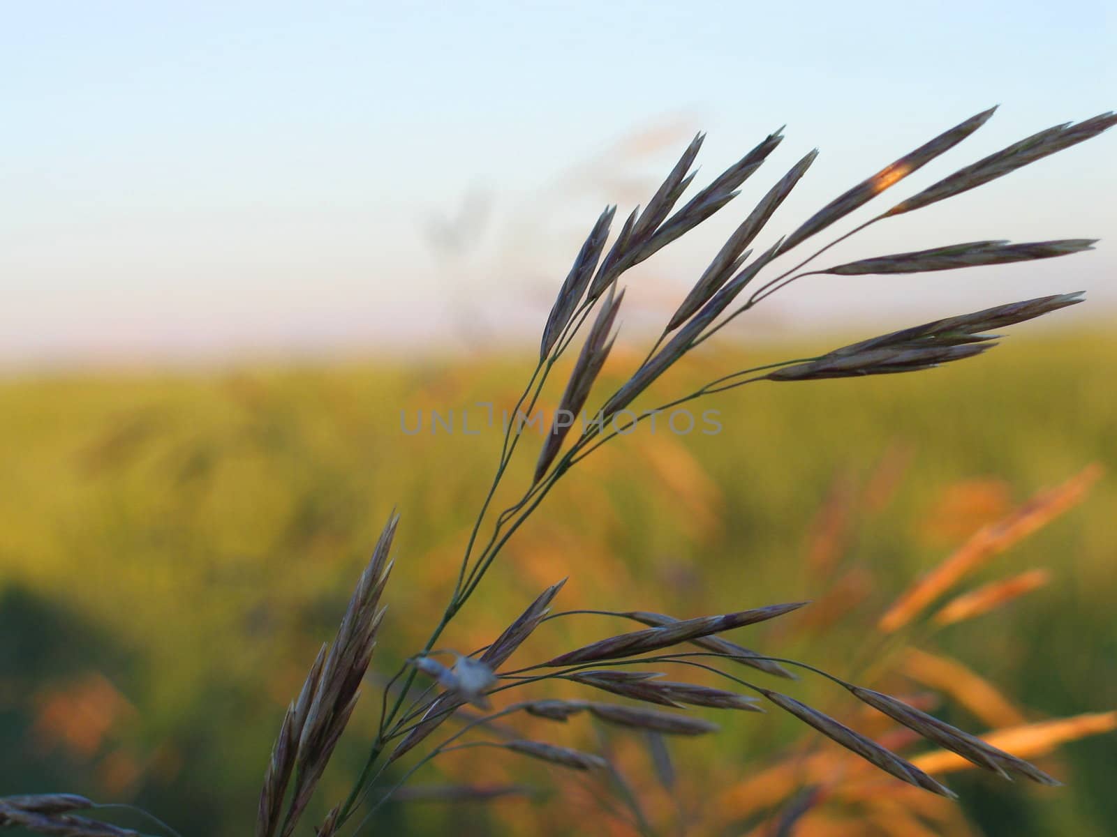 Lonely ear on the brink of a wheaten field