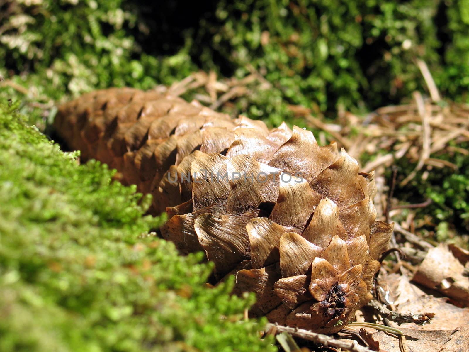 The fir cone has fallen in a grass