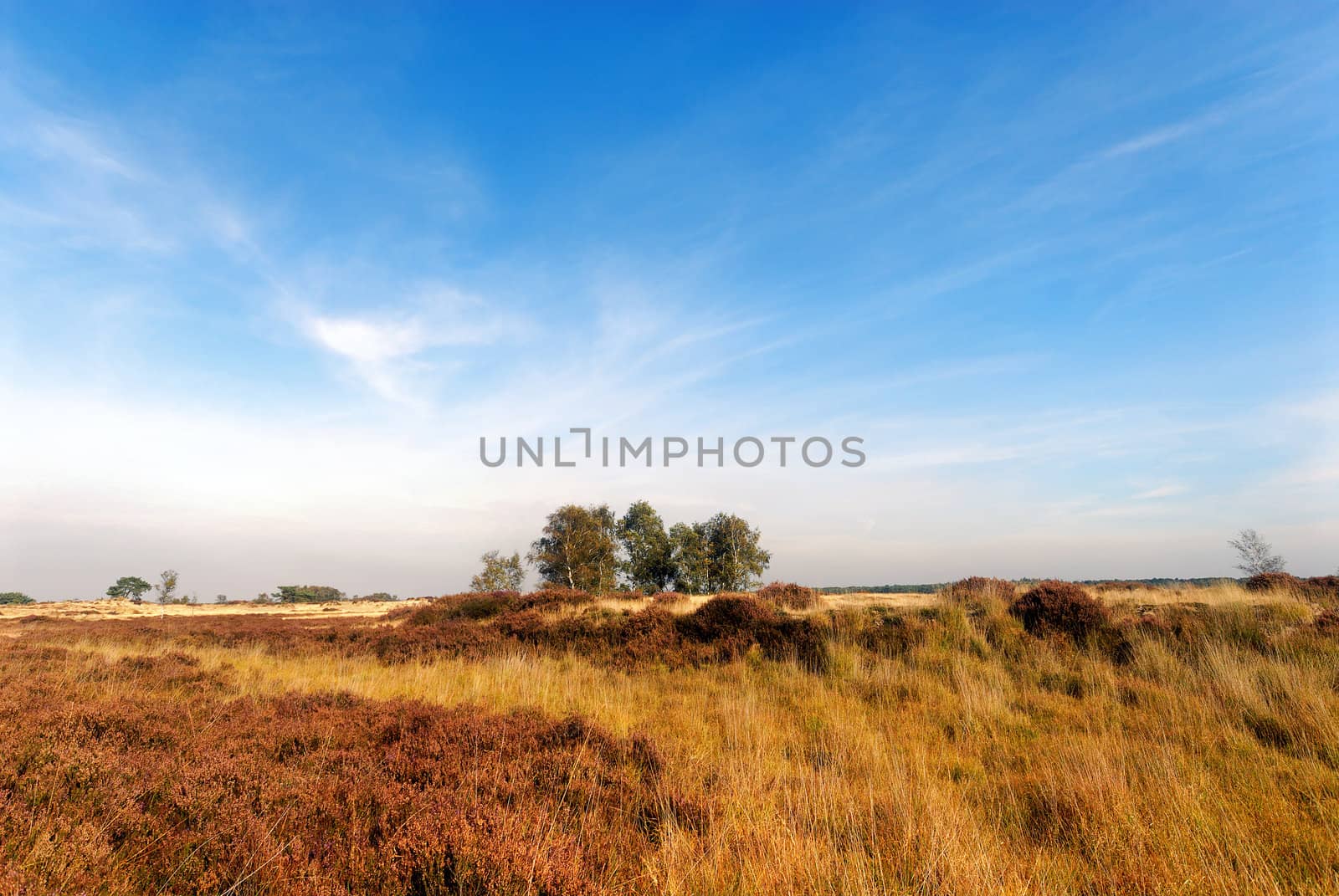 yellow and brown heathland and sky with some twirling clouds