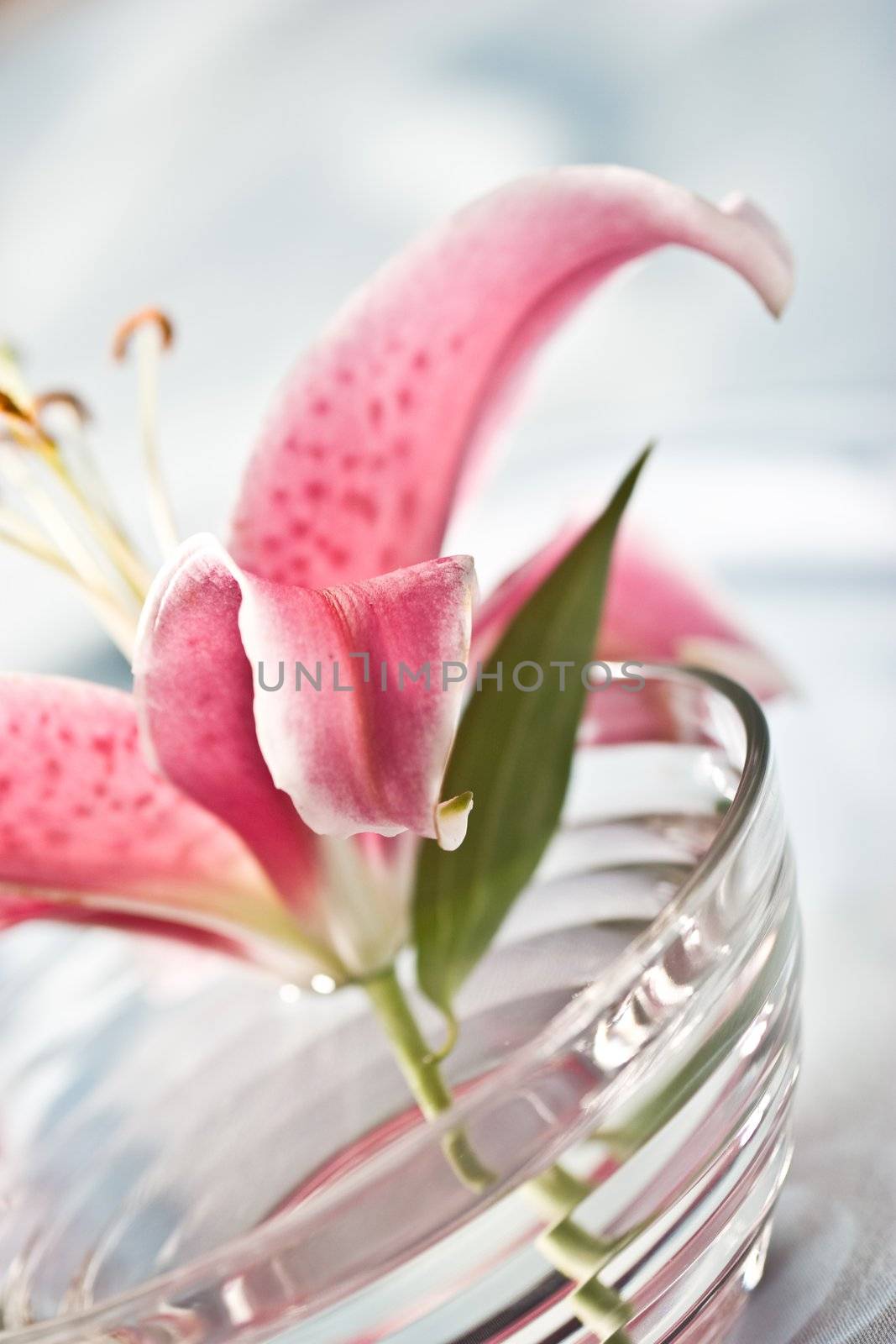 macro picture of pink lily, romantic mood