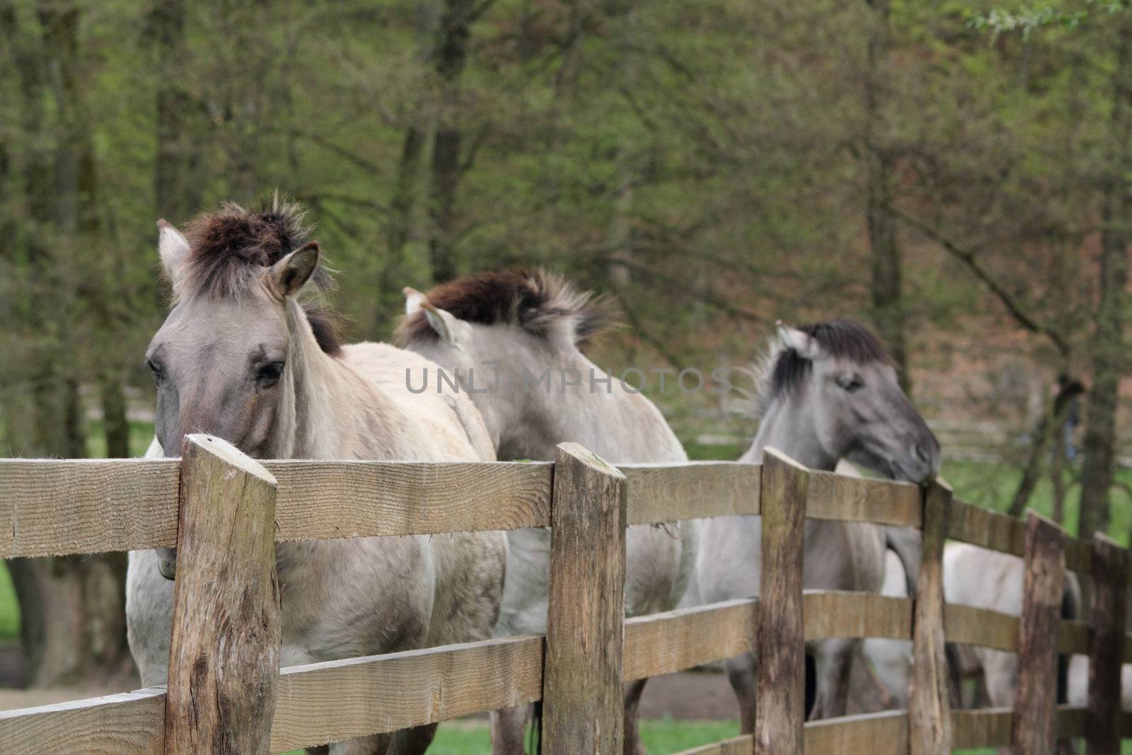 tarpan horses looking at a wooden fence