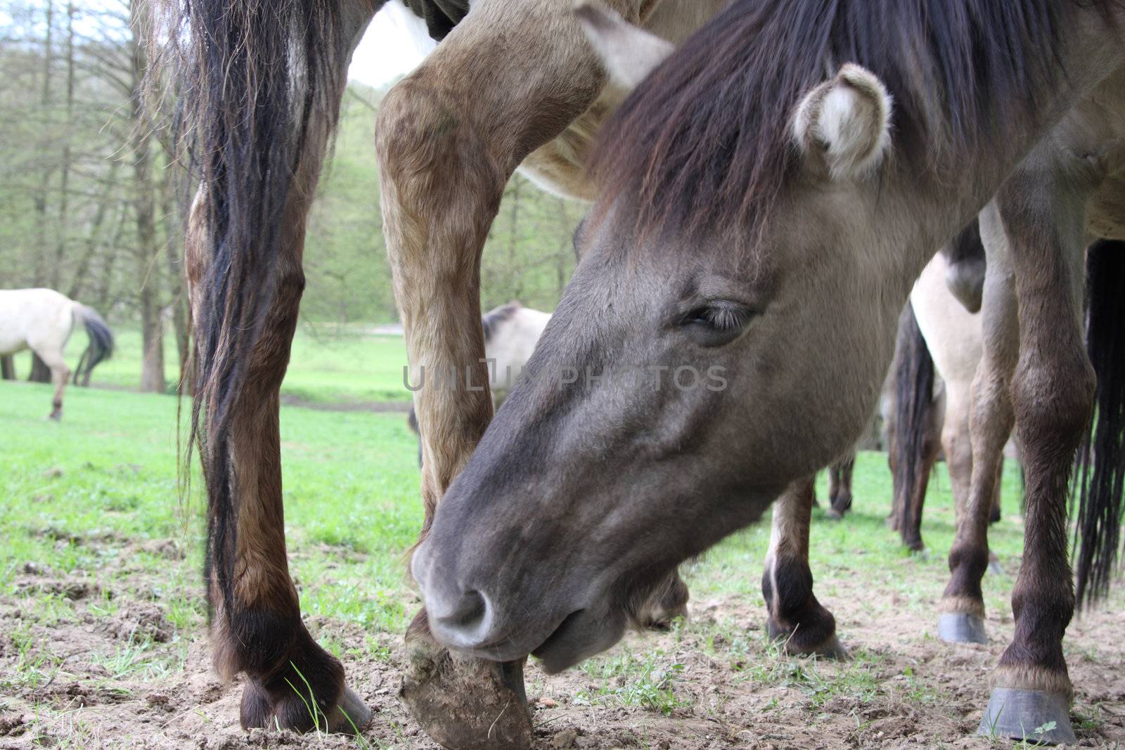 tarpan horse grooming another other with its teeth to get rid of parasites