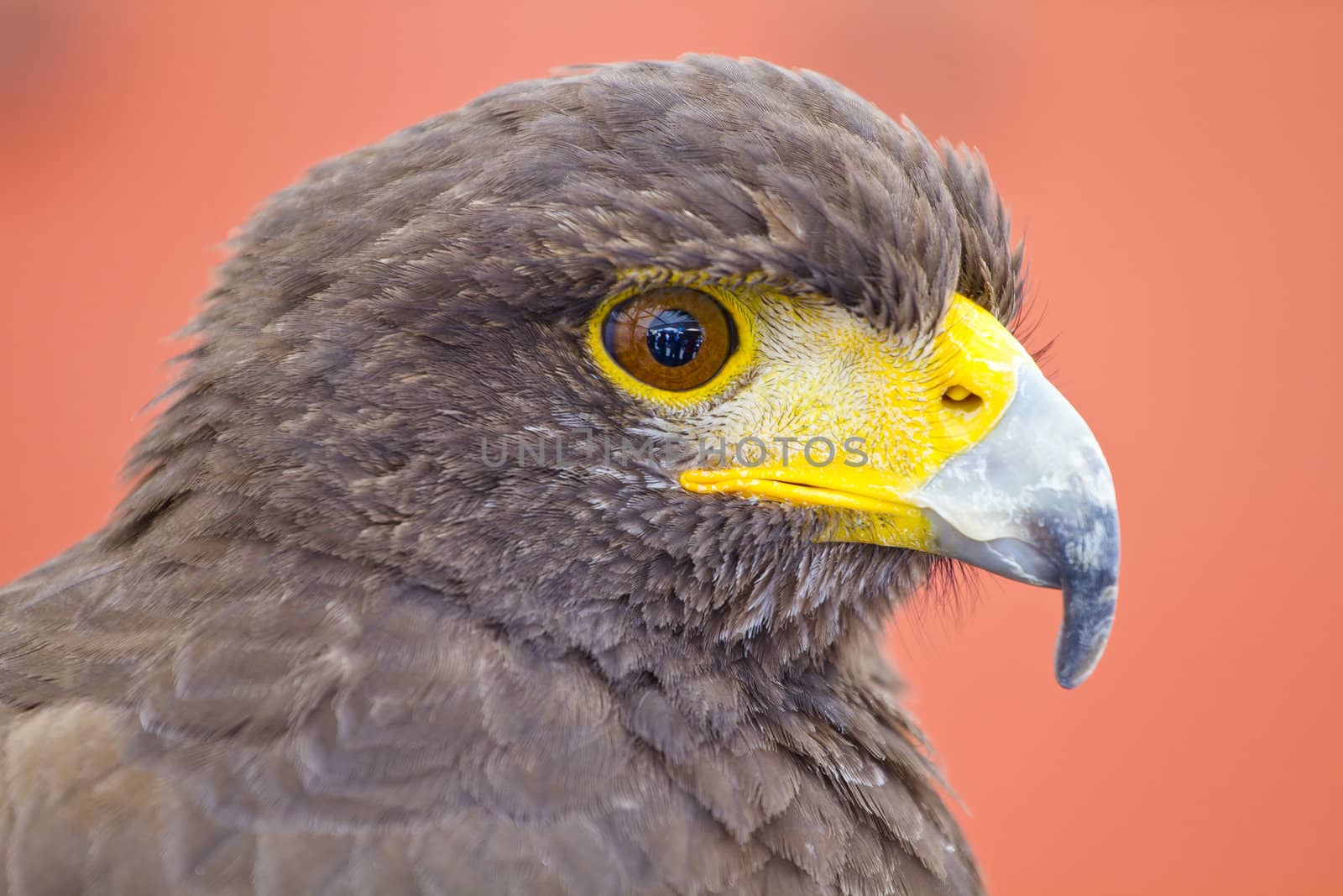 Black eagle by FernandoCortes