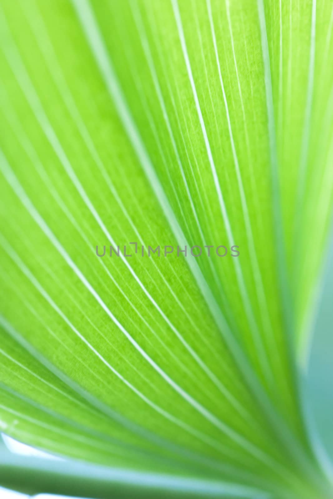 Green leaf macro shot