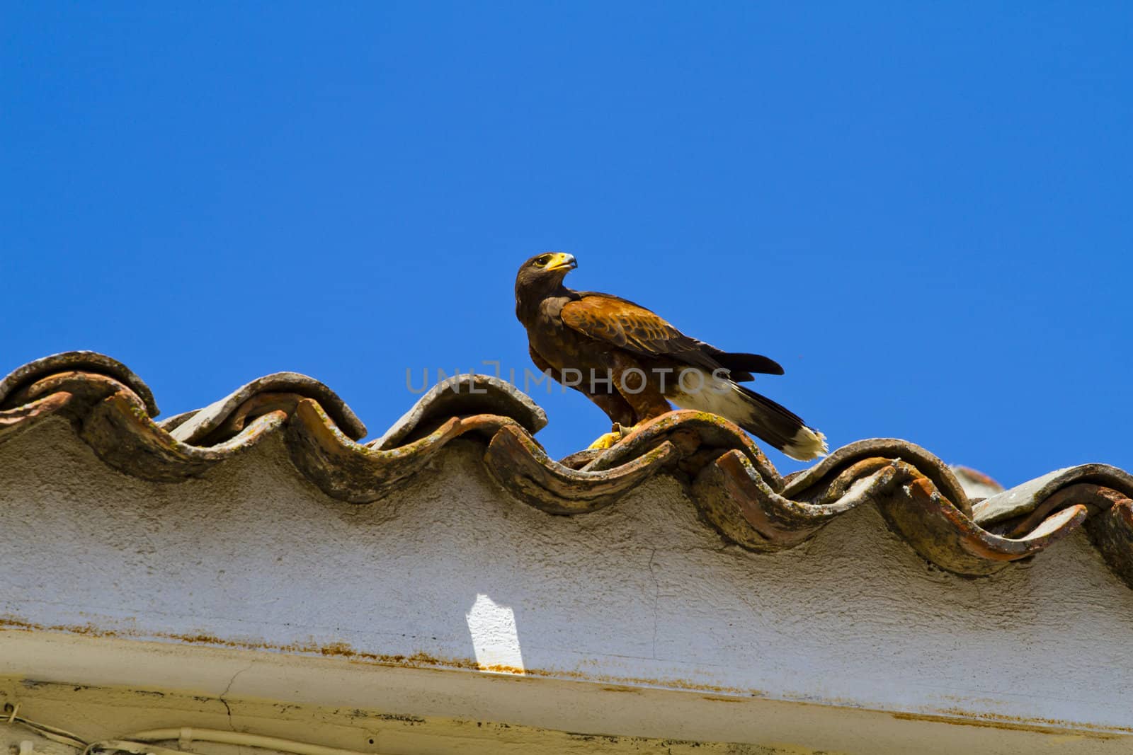 display of birds of prey, golden eagle