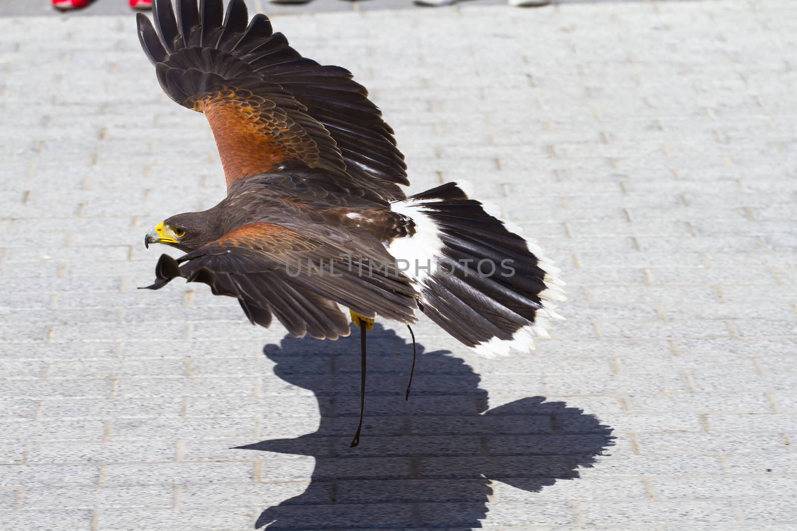 low-flying eagle by FernandoCortes