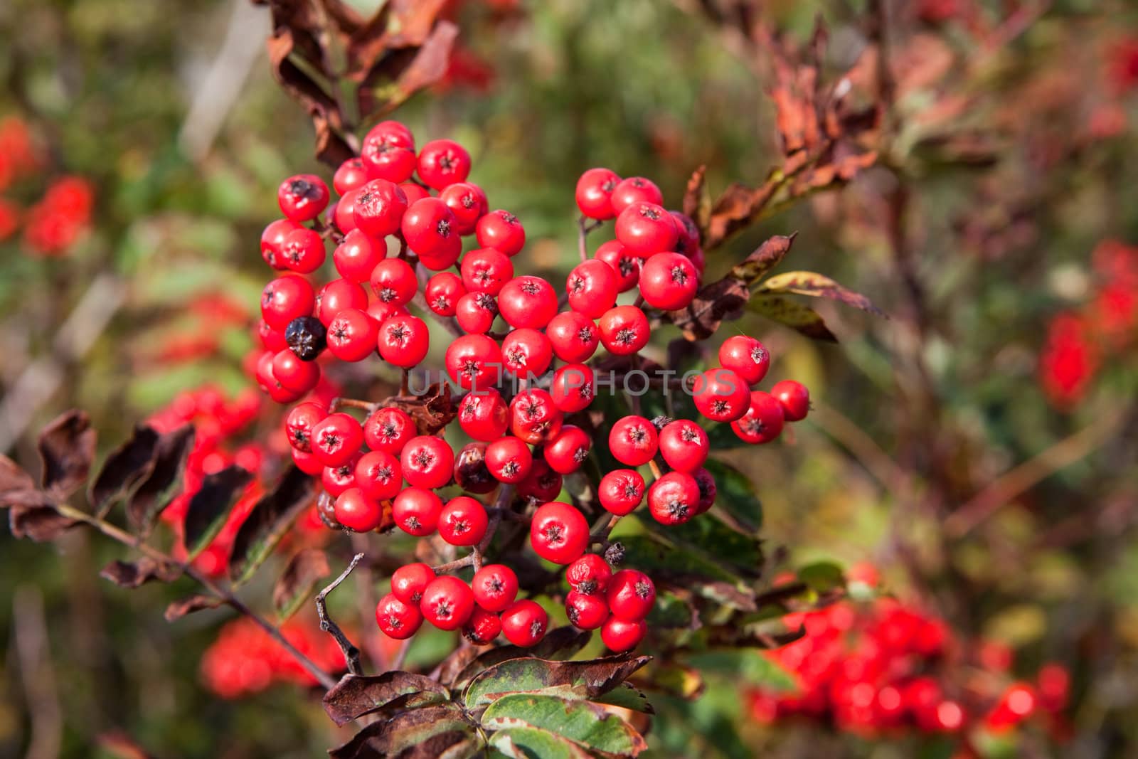 Rowanberry on a mountain ash in fall