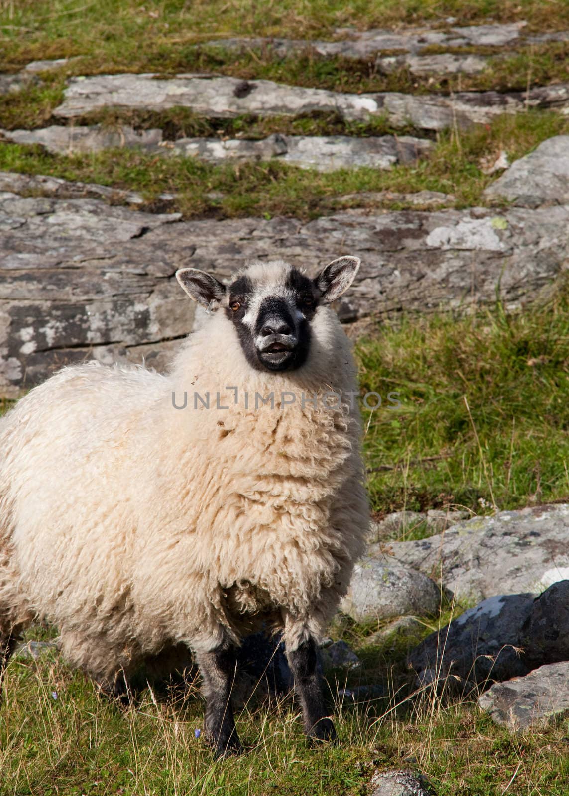 Rutting sheep in a nice fall day