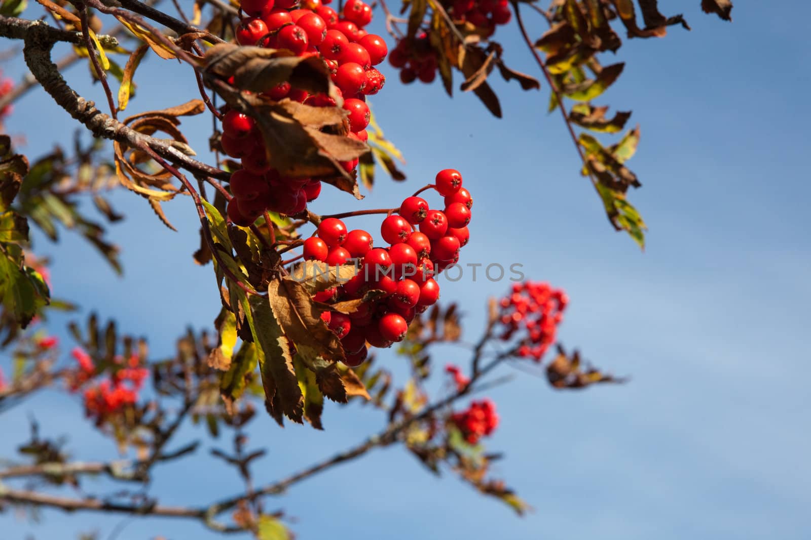 Rowanberry on a mountain ash in fall