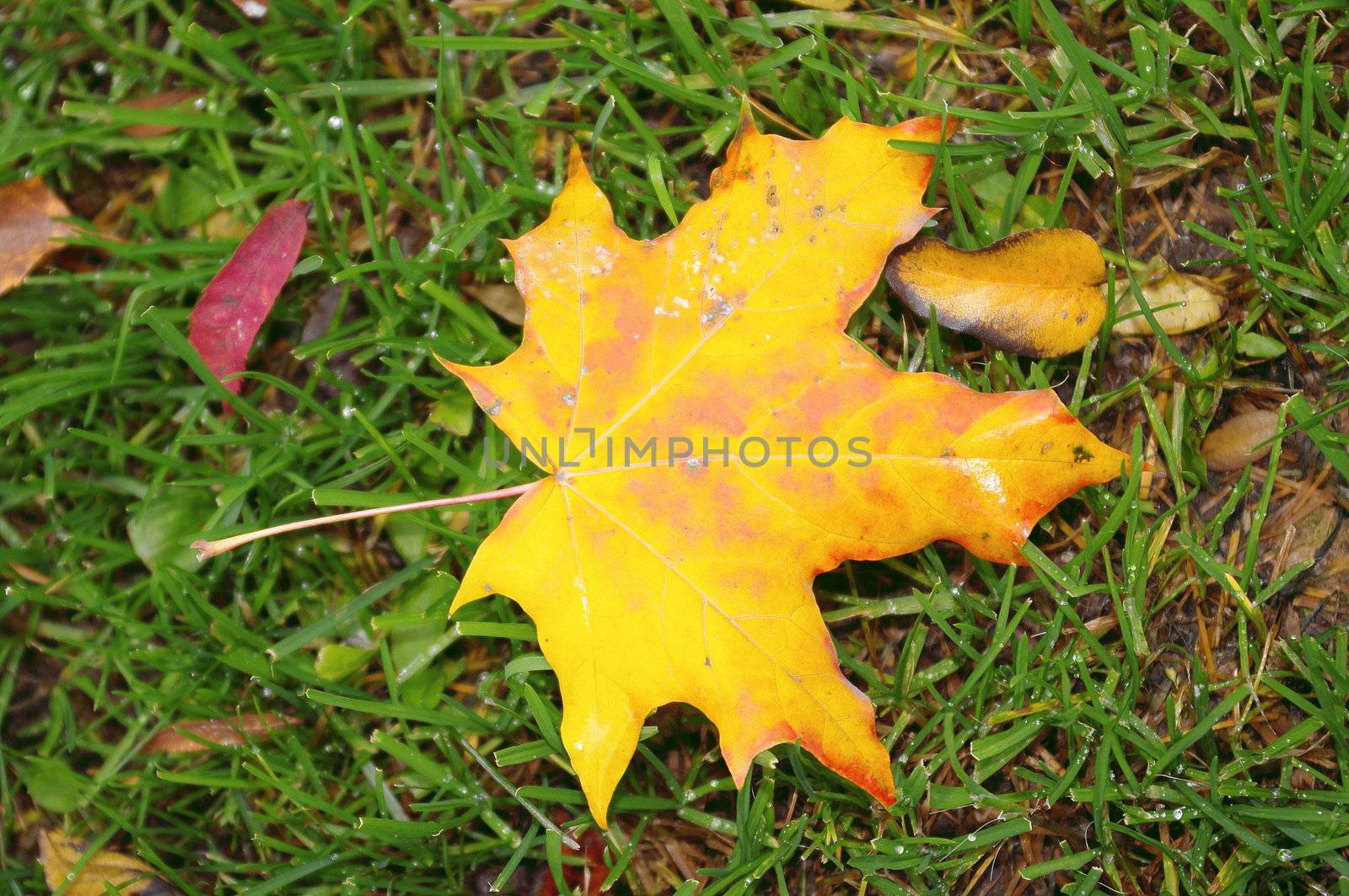 Leaf by Stabivalen