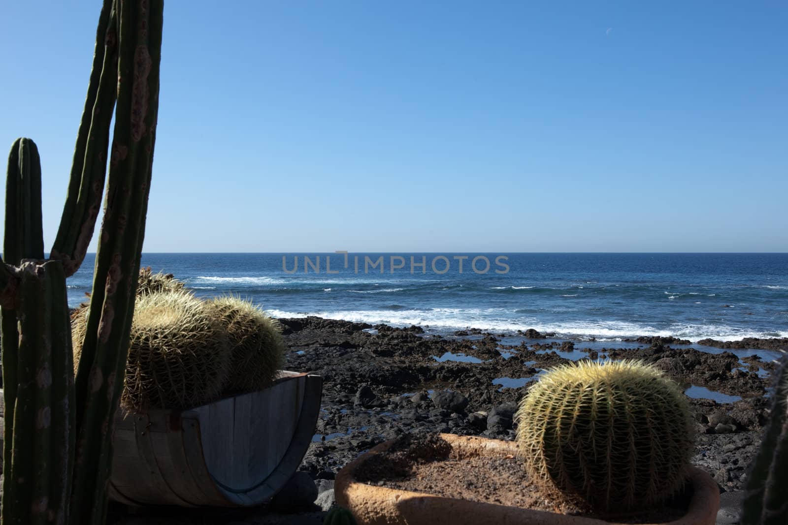 cactus at the ocean, El Golfo, Lanzaeote